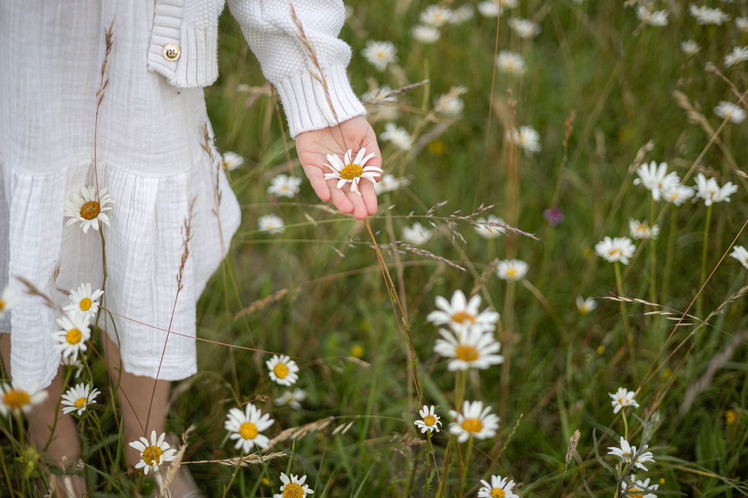 A person in white clothing holds delicate white daisies while walking through a blooming wildflower meadow. South London