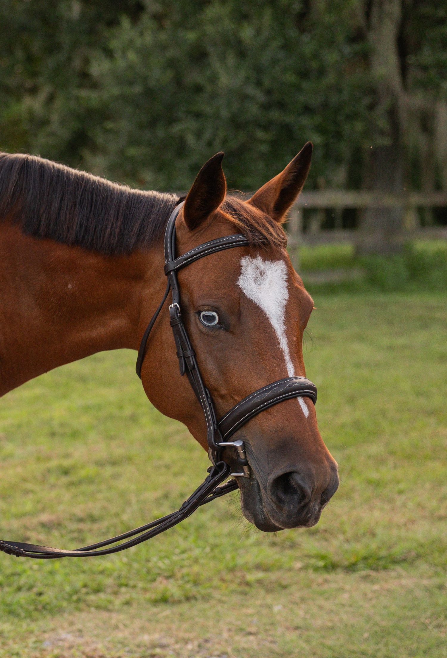 Close-up portrait of a chestnut horse with a white blaze wearing a dark bridle, standing in a green pasture.