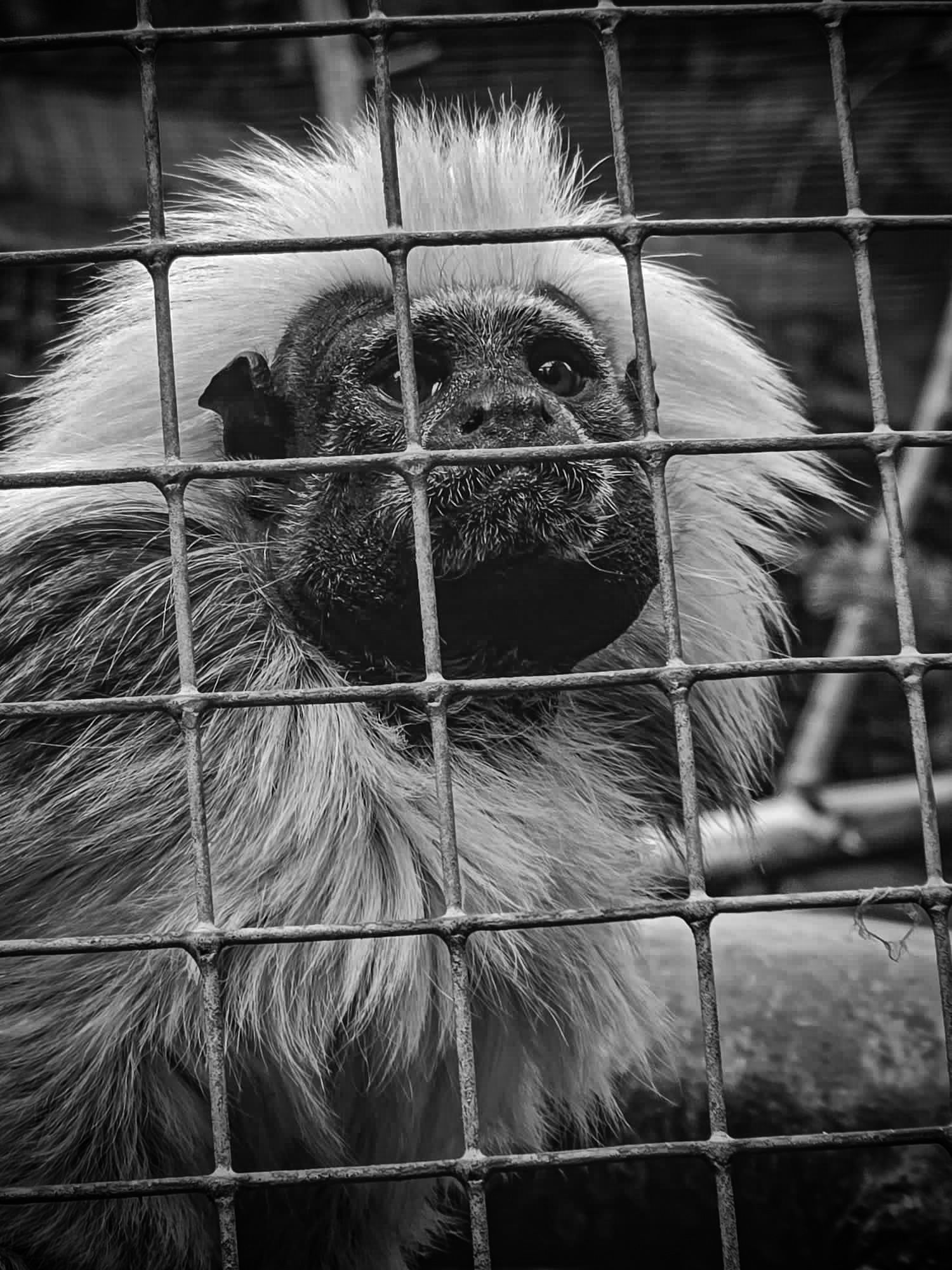 Monkey in Zoo