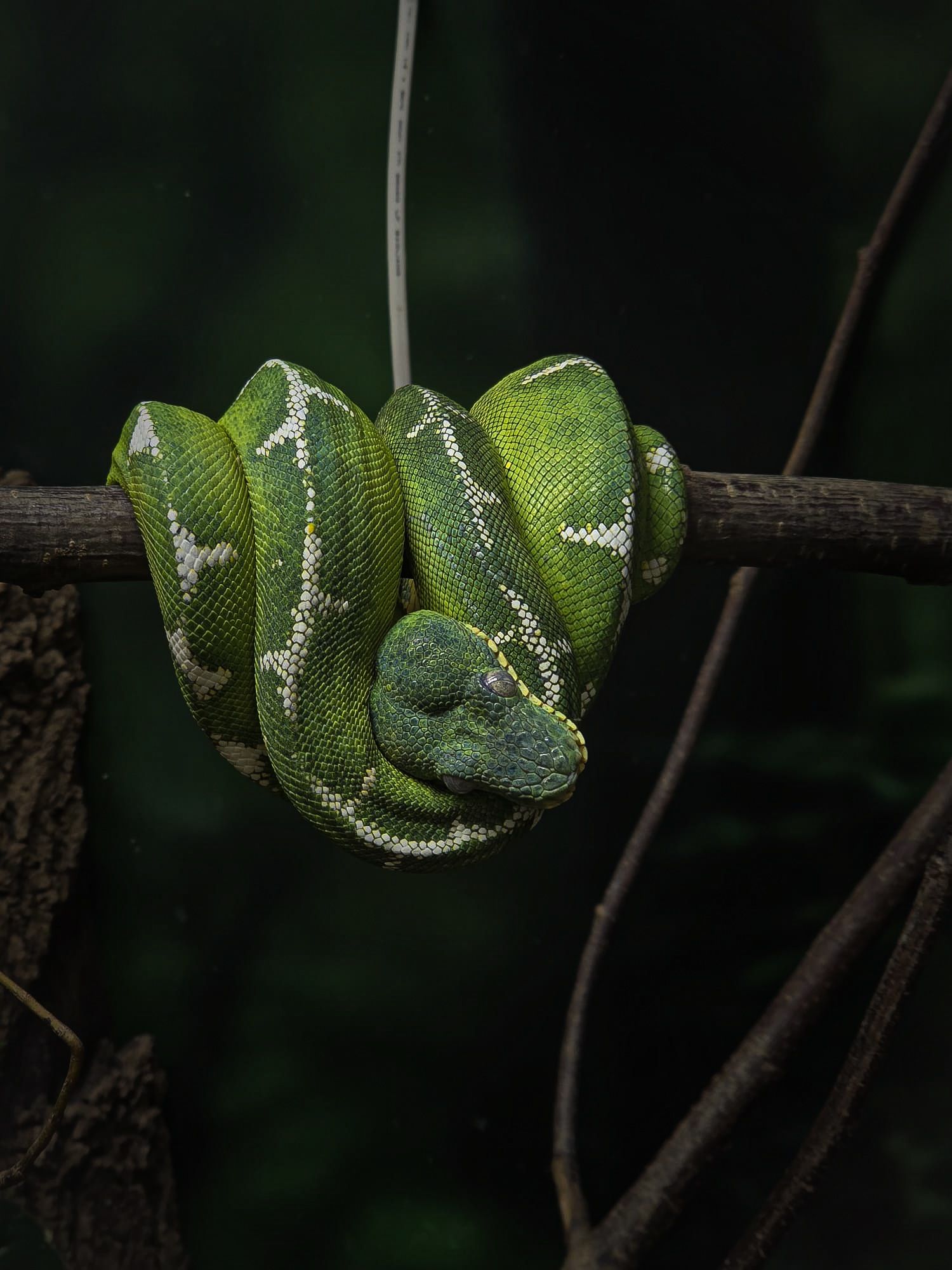 Snake in zoo enclosure.