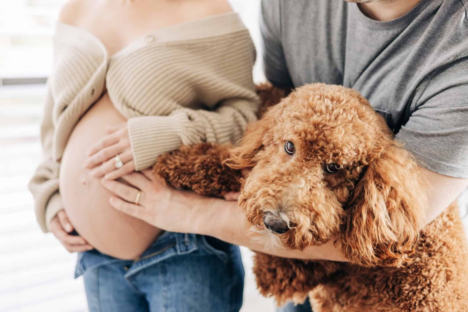 pregnant belly with both parents hands and puppy's paw touching belly and puppy looking at the camera