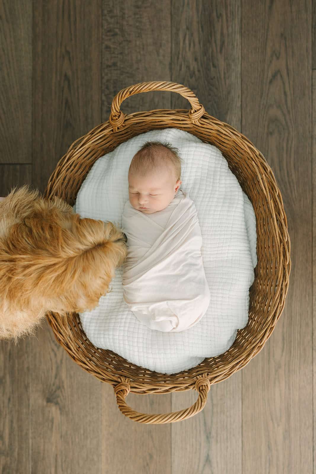 newborn baby swaddled laying in a basket with dog nose looking over the basket to give baby a kiss