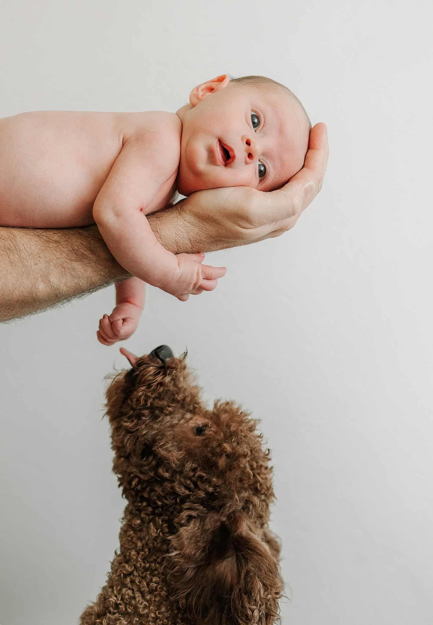 A newborn baby held in one hand above a curly brown dog reaching up to sniff the infant against a white background.