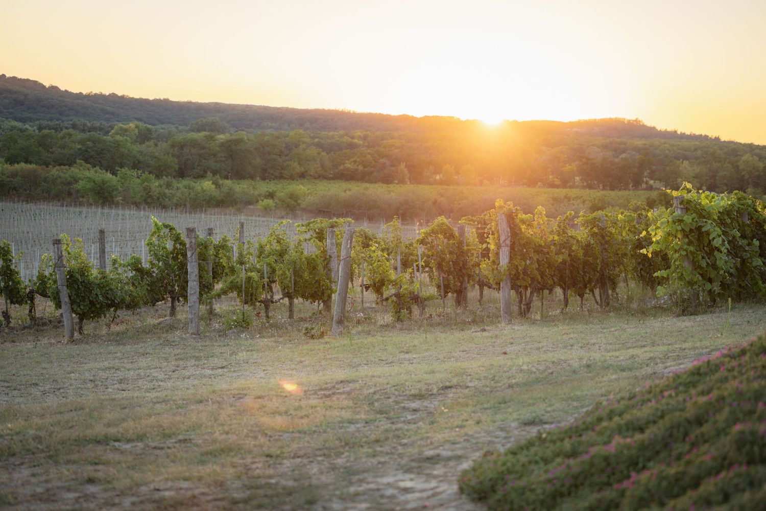 Golden sunset illuminates rows of grapevines in a scenic vineyard landscape during harvest season.
