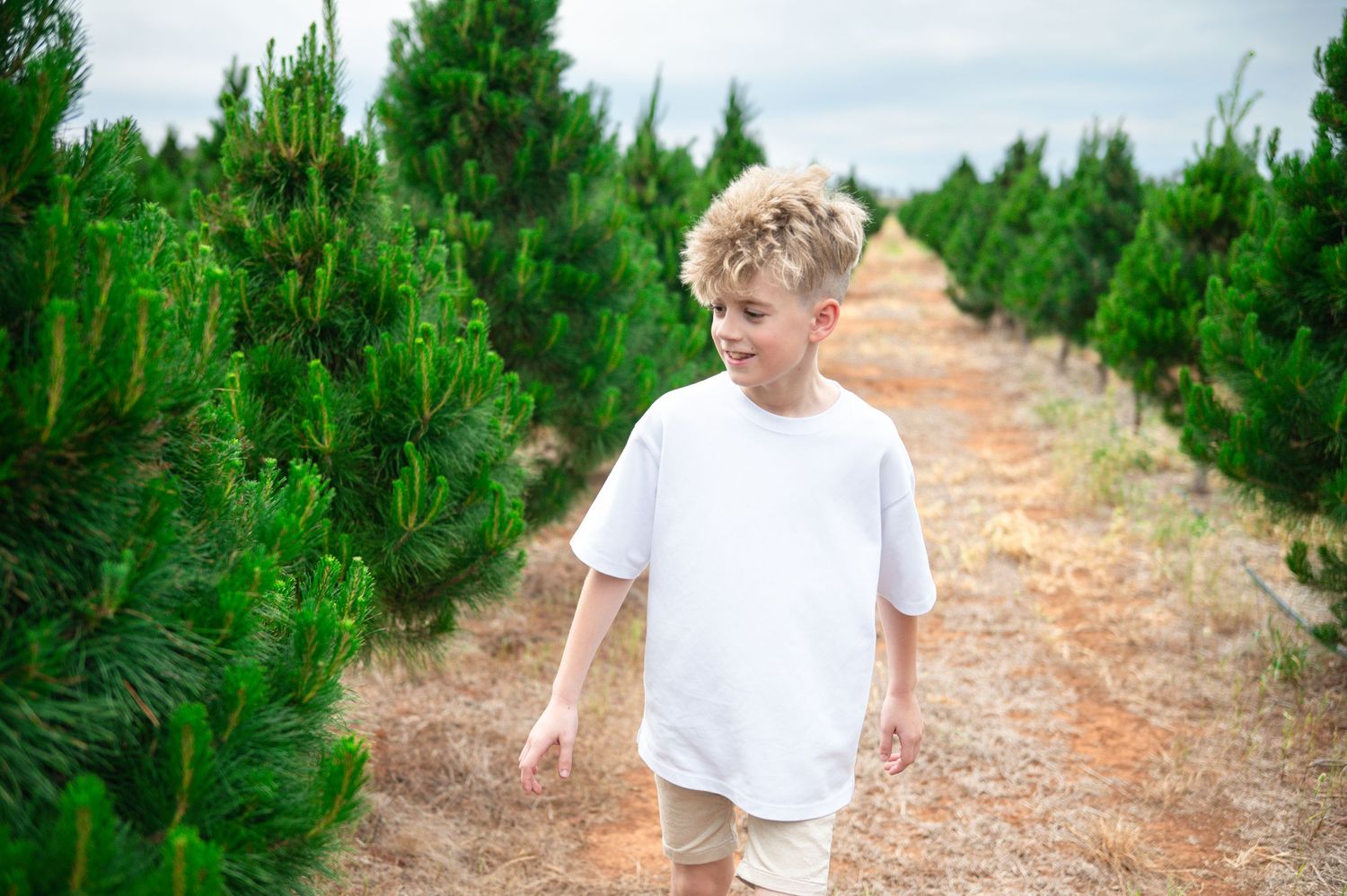 A dirt path leads through rows of tall evergreen trees under a blue sky.
