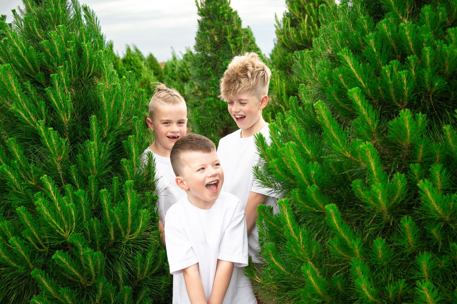 People walking and laughing together through rows of evergreen trees.