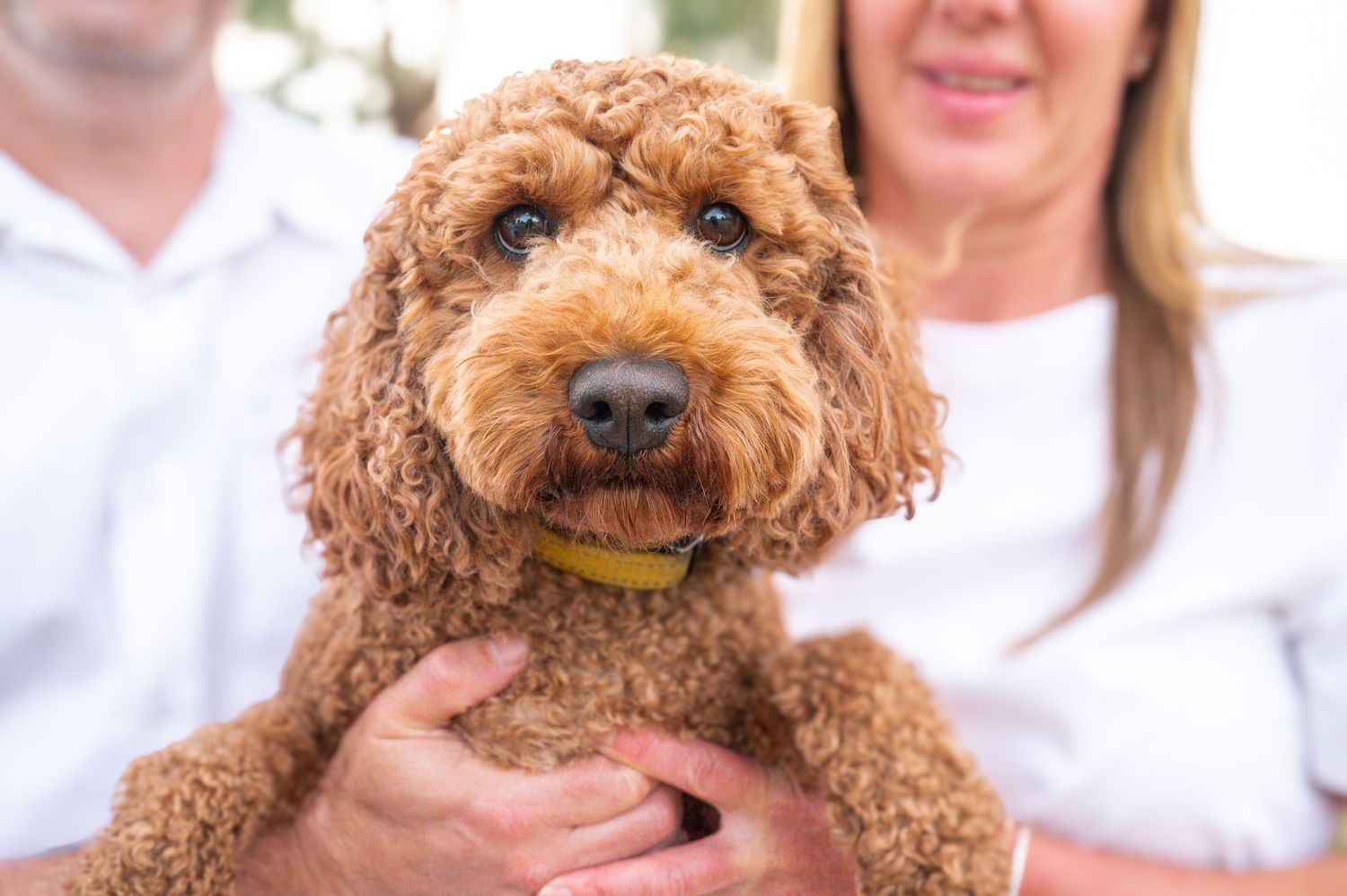 A close-up of a smiling goldendoodle dog with curly brown fur.