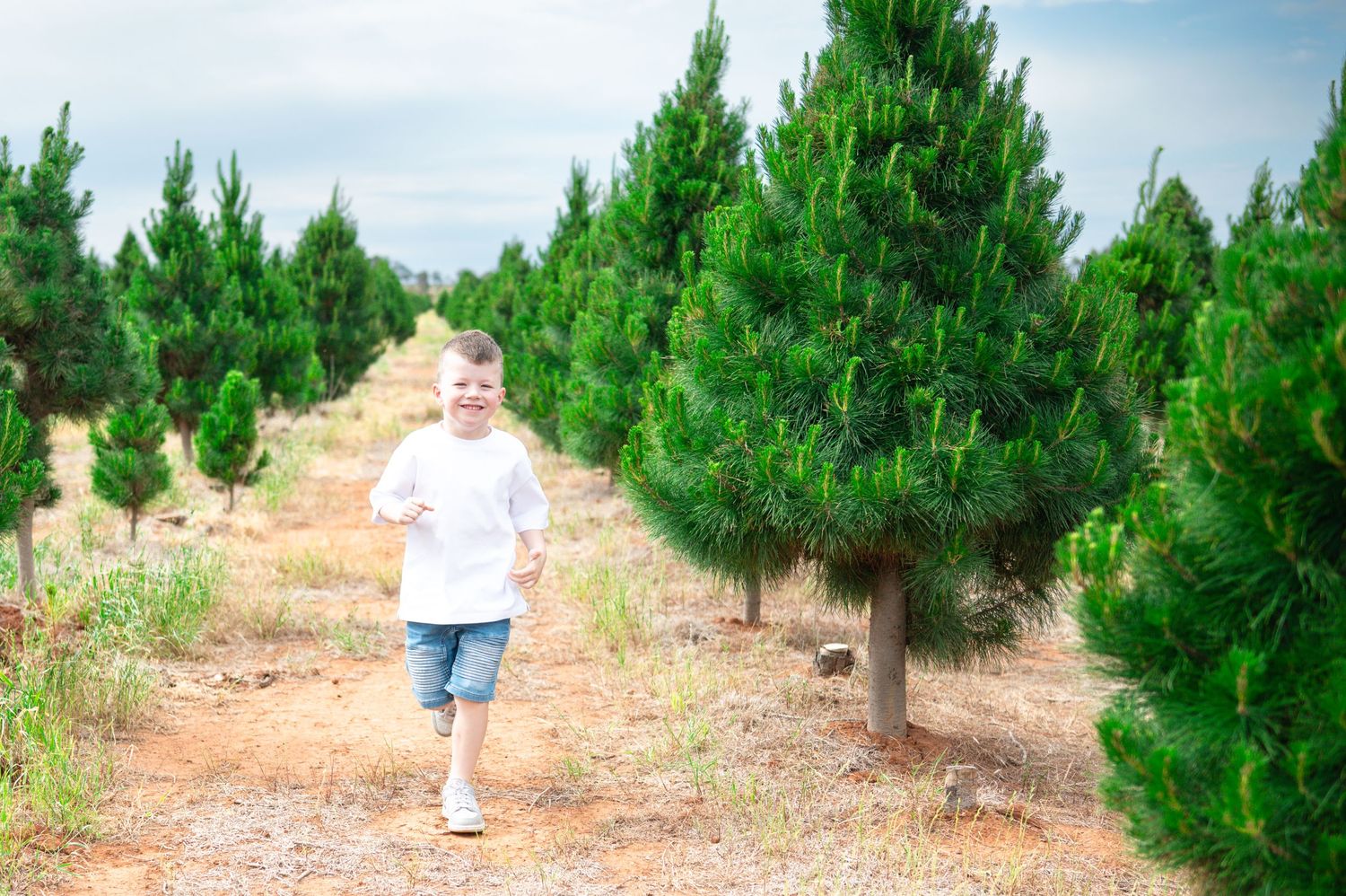 A path winds through a grove of evergreen trees on a sunny day.