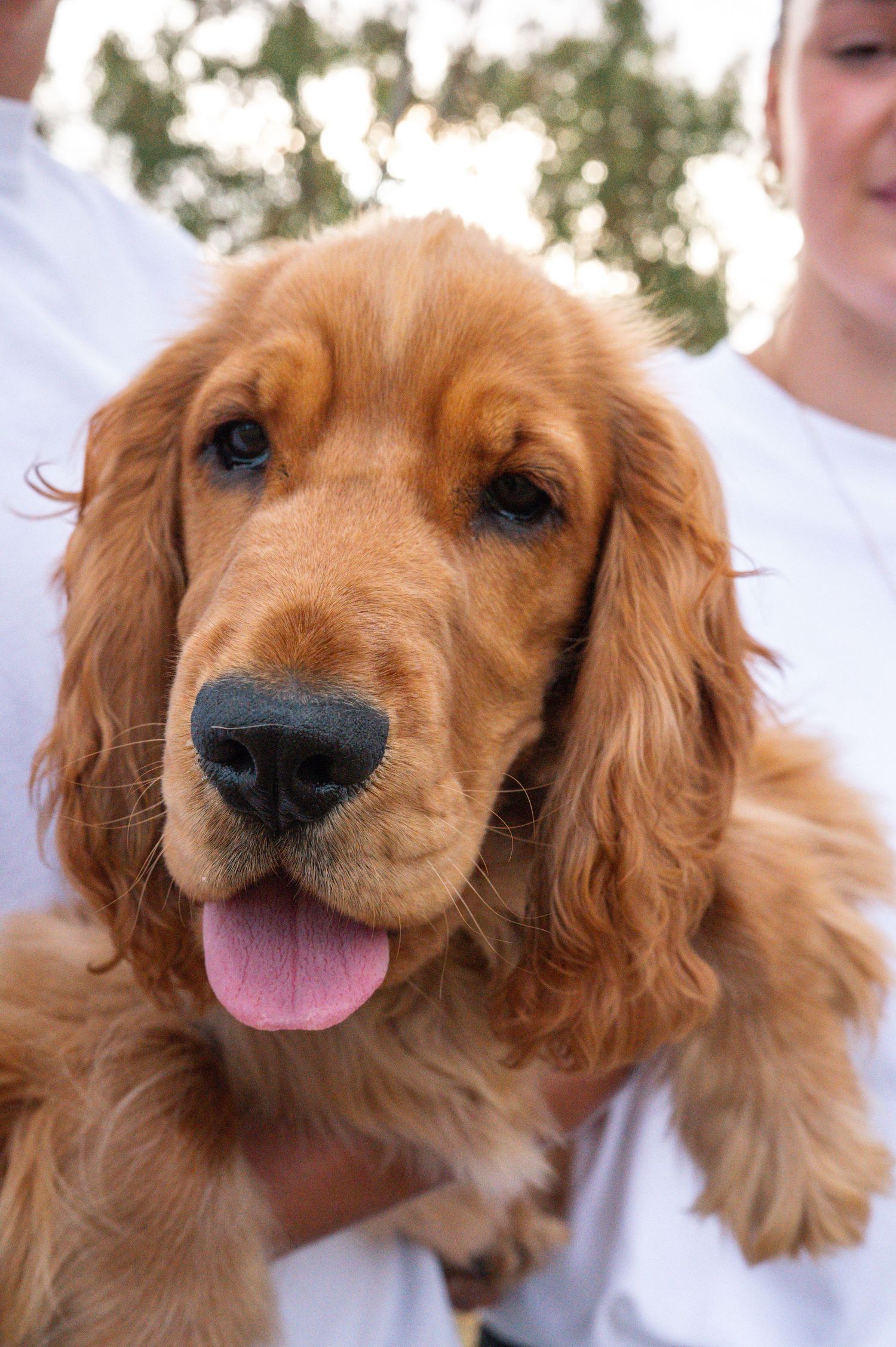 Close-up shots of a happy golden retriever dog with floppy ears and pink tongue sticking out.