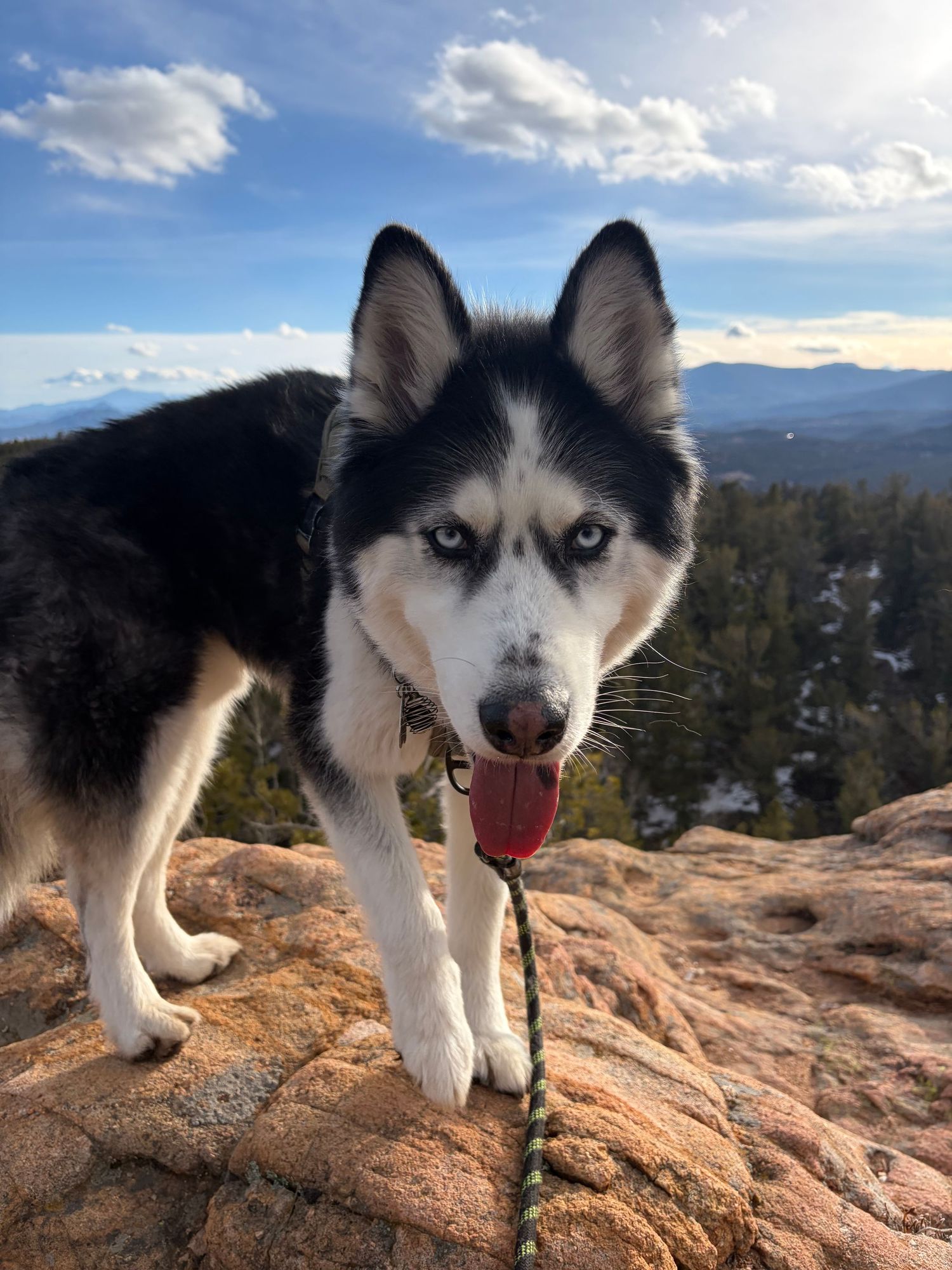 Husky dog with blue eyes standing on red rocks with mountain vista in background.
