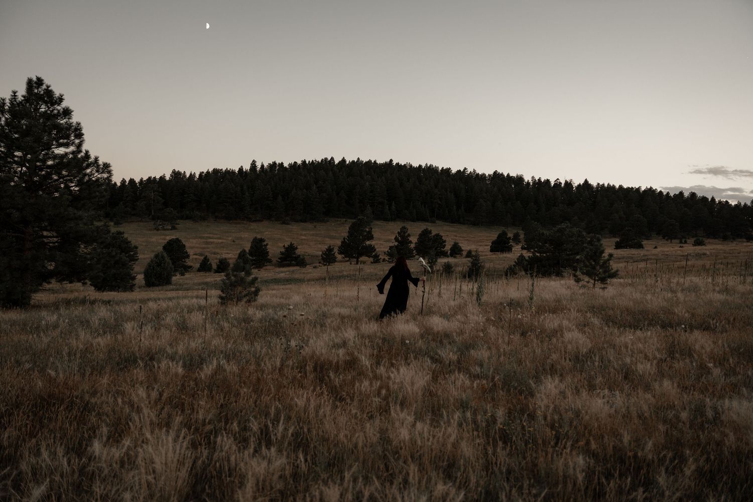 A moody black and white landscape panorama shows rolling hills with scattered pine trees under an overcast sky.