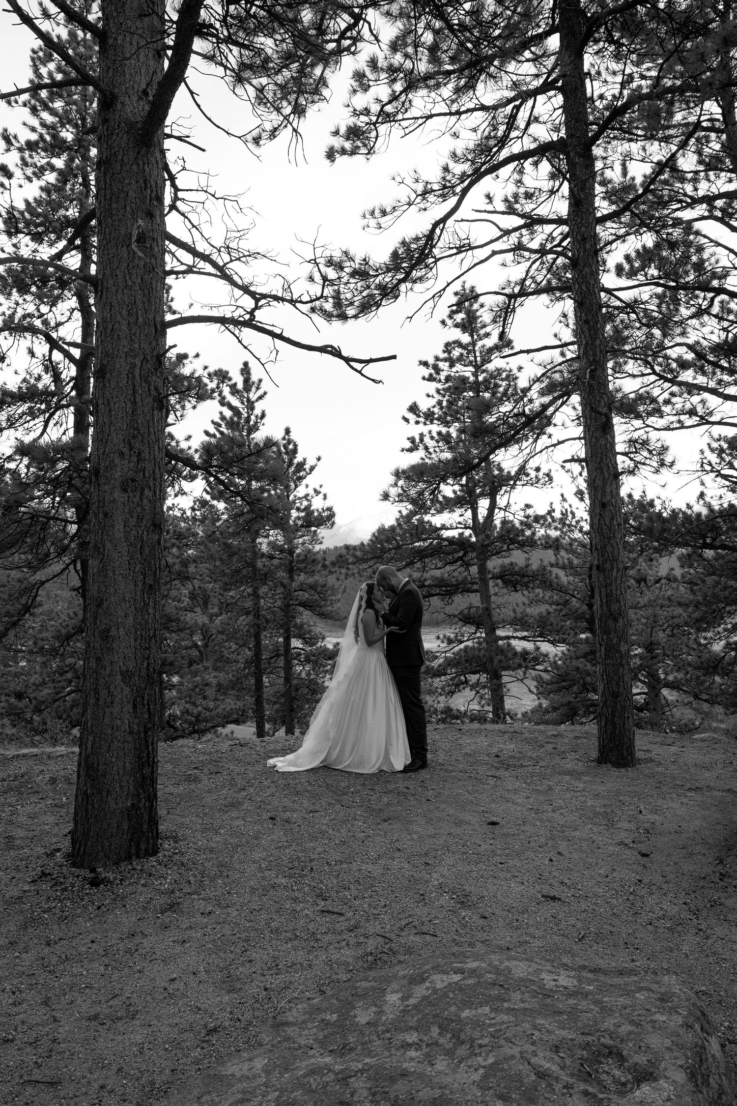 Black and white wedding photo of bride and groom embracing among tall pine trees in a scenic outdoor forest setting.