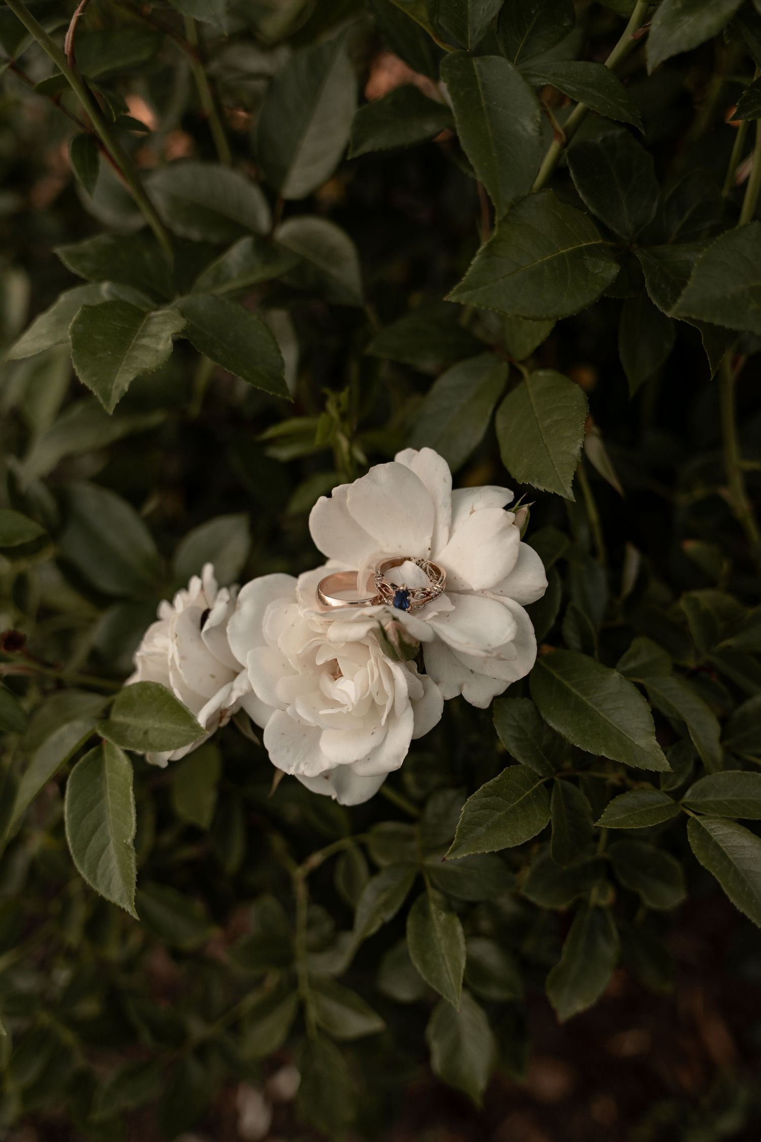 Two gold wedding rings resting on white roses blooming among dark green leaves outdoors.