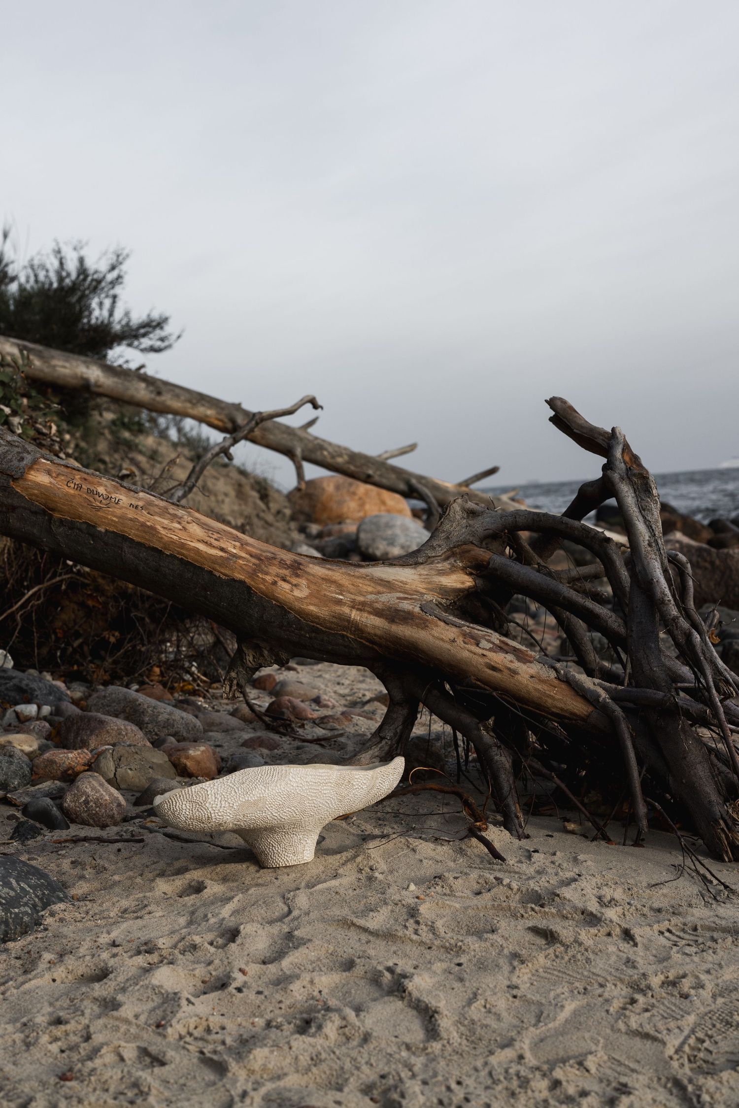 Driftwood logs and rocks on a sandy beach with a white shell in the foreground under an overcast sky.