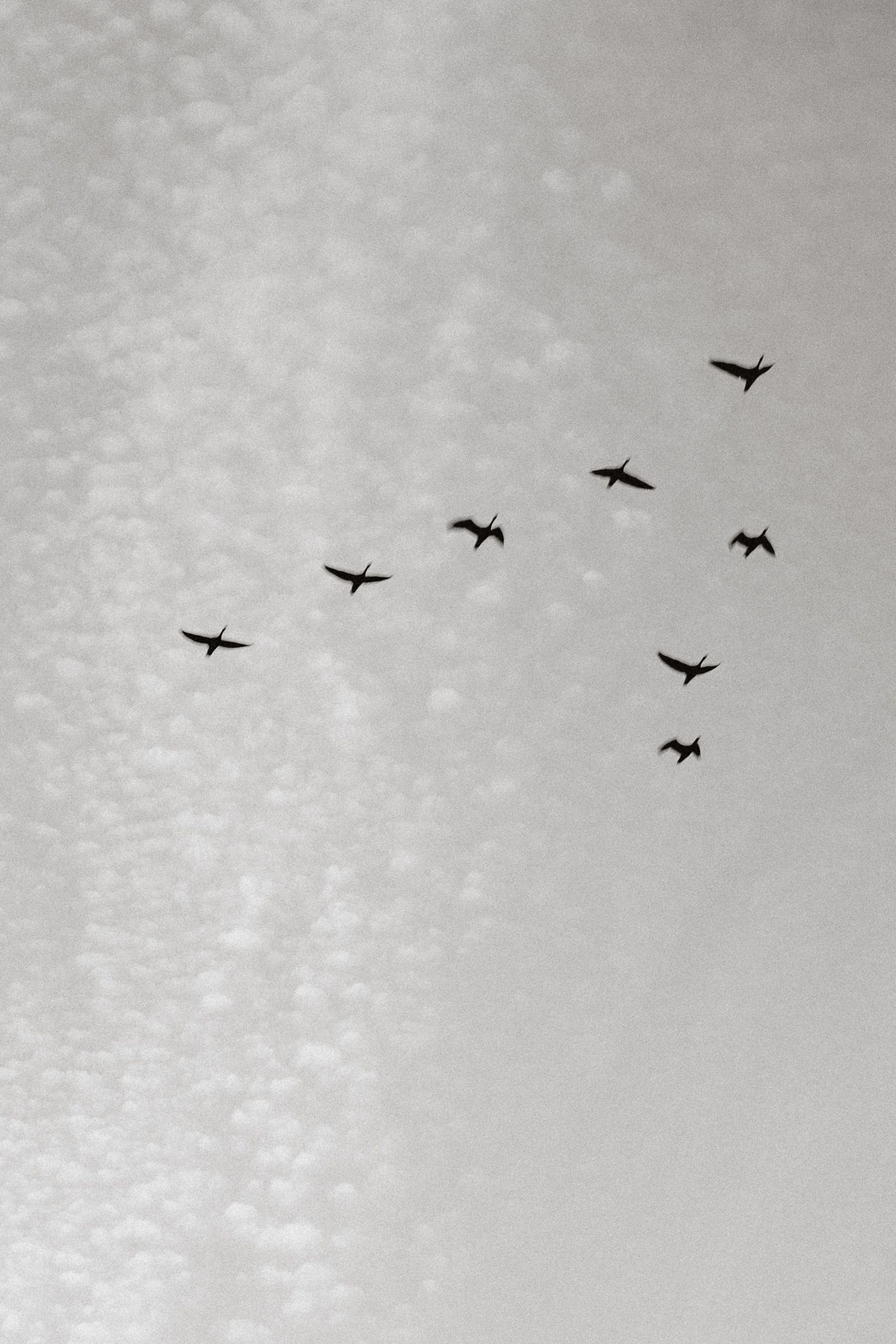 Black and white photo of a flock of birds flying in formation against a cloudy sky.