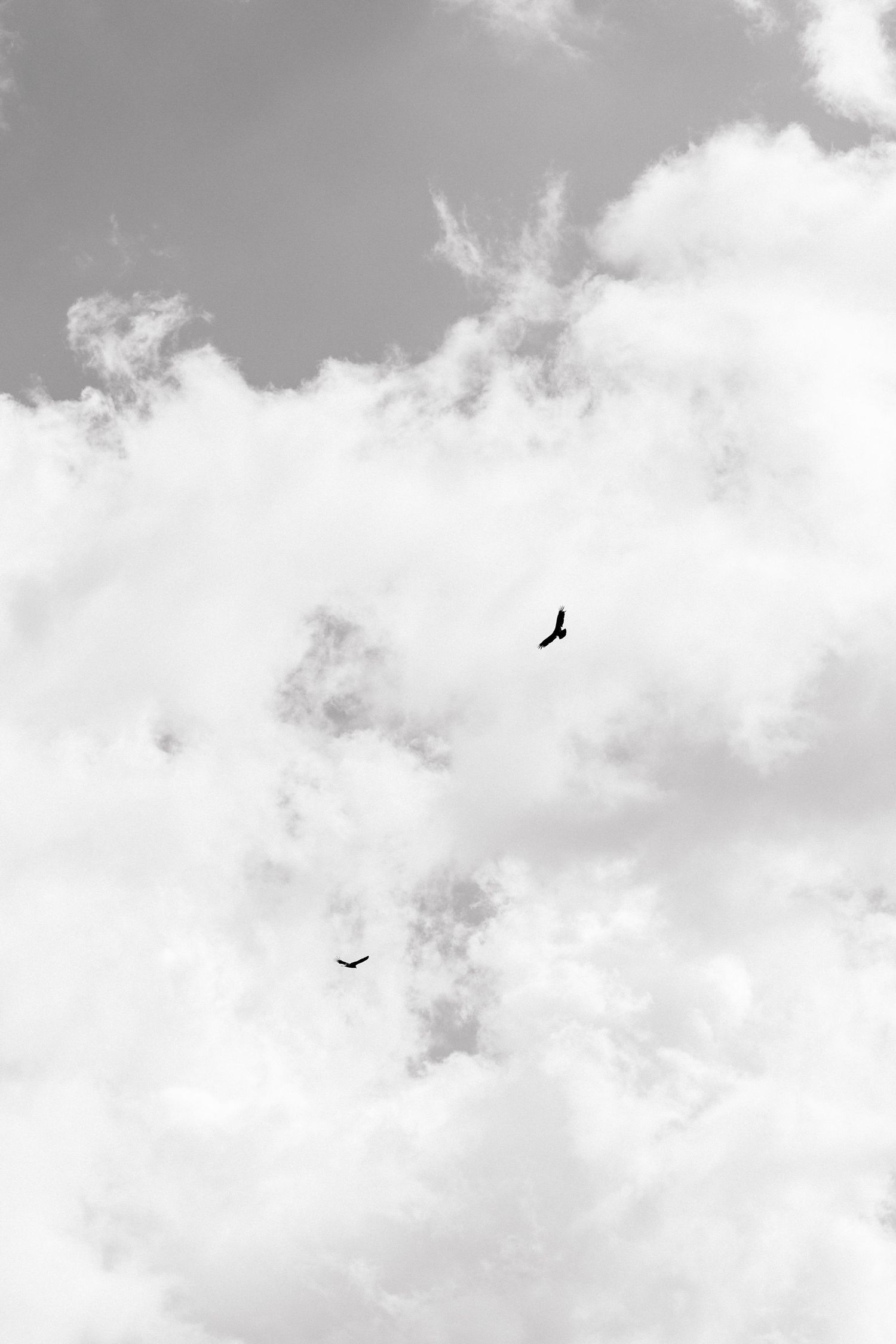 Black and white photograph of birds flying in a cloudy sky.