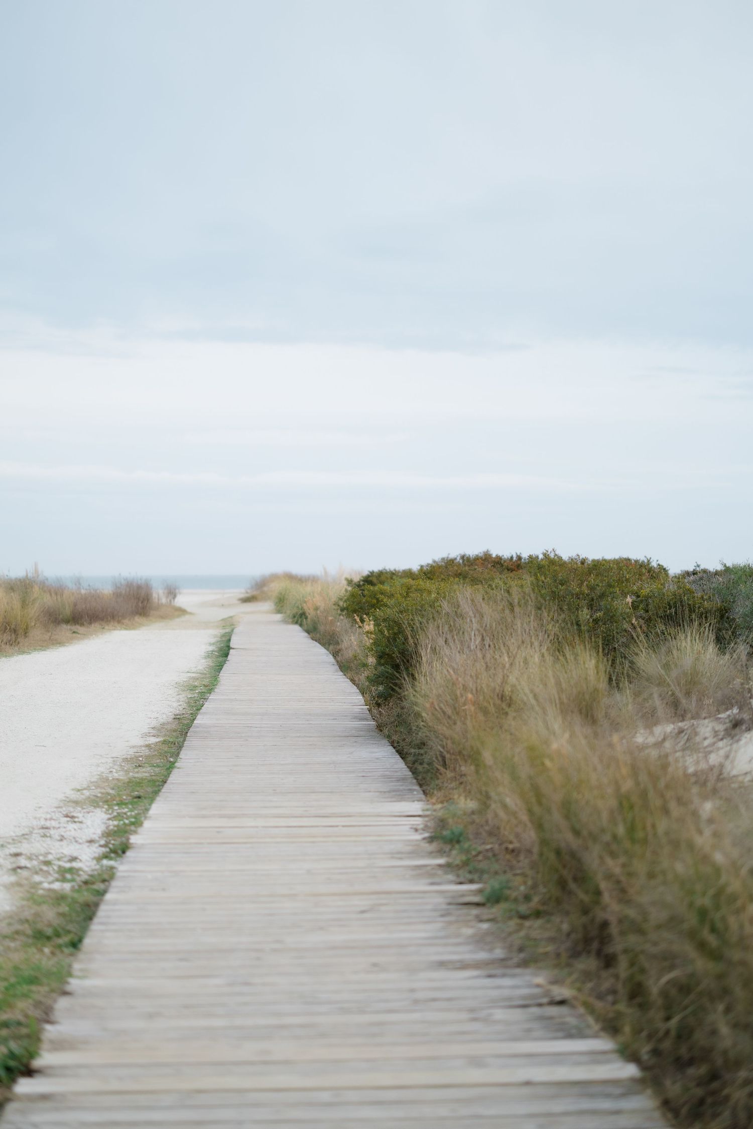 Wooden boardwalk path winding through coastal dunes and sea grass. Sullivan's Island, South Carolina.