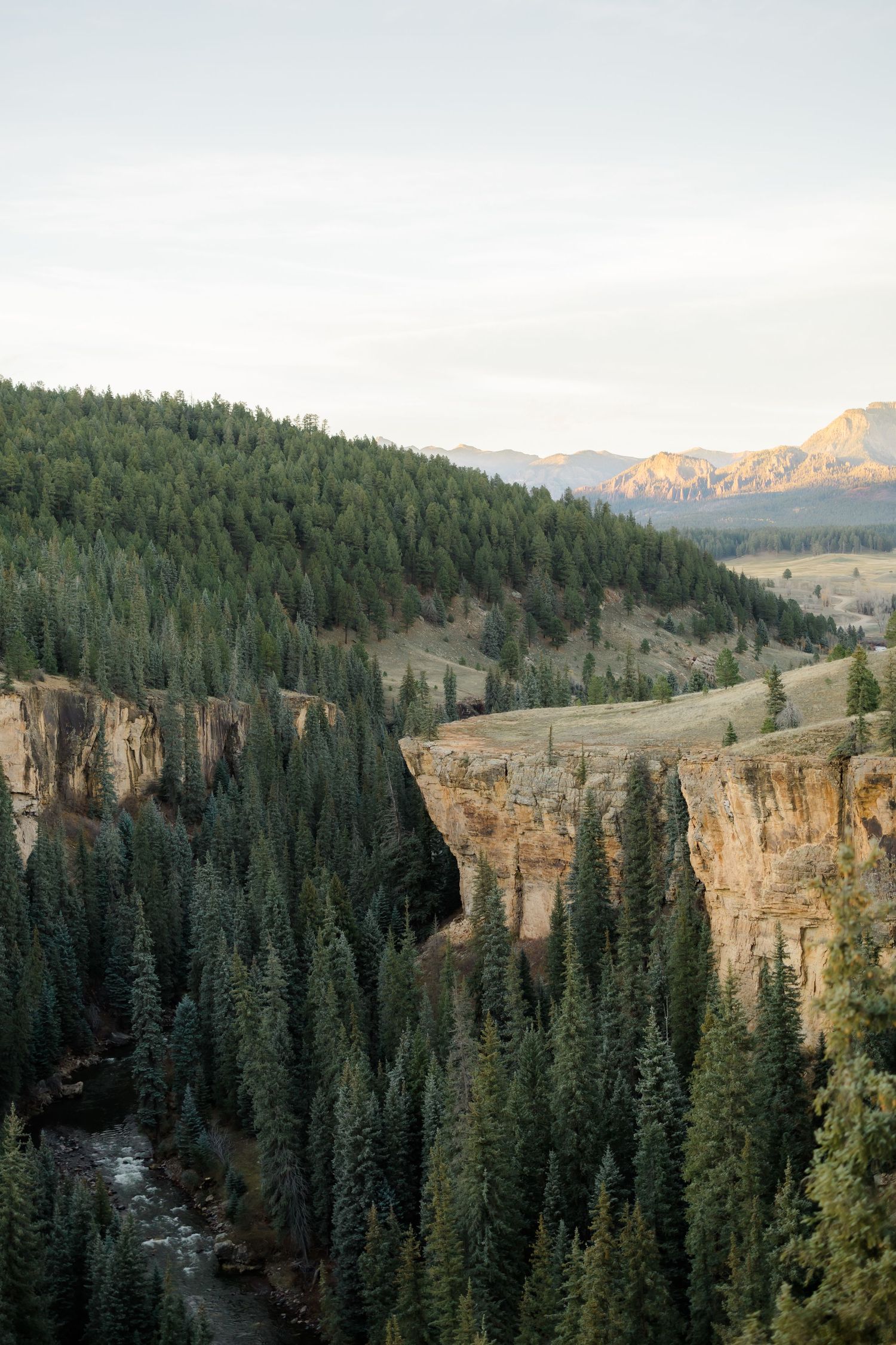 Aerial view of a deep canyon with evergreen forest, rocky cliffs, and a mountain river in Yellowstone National Park.
