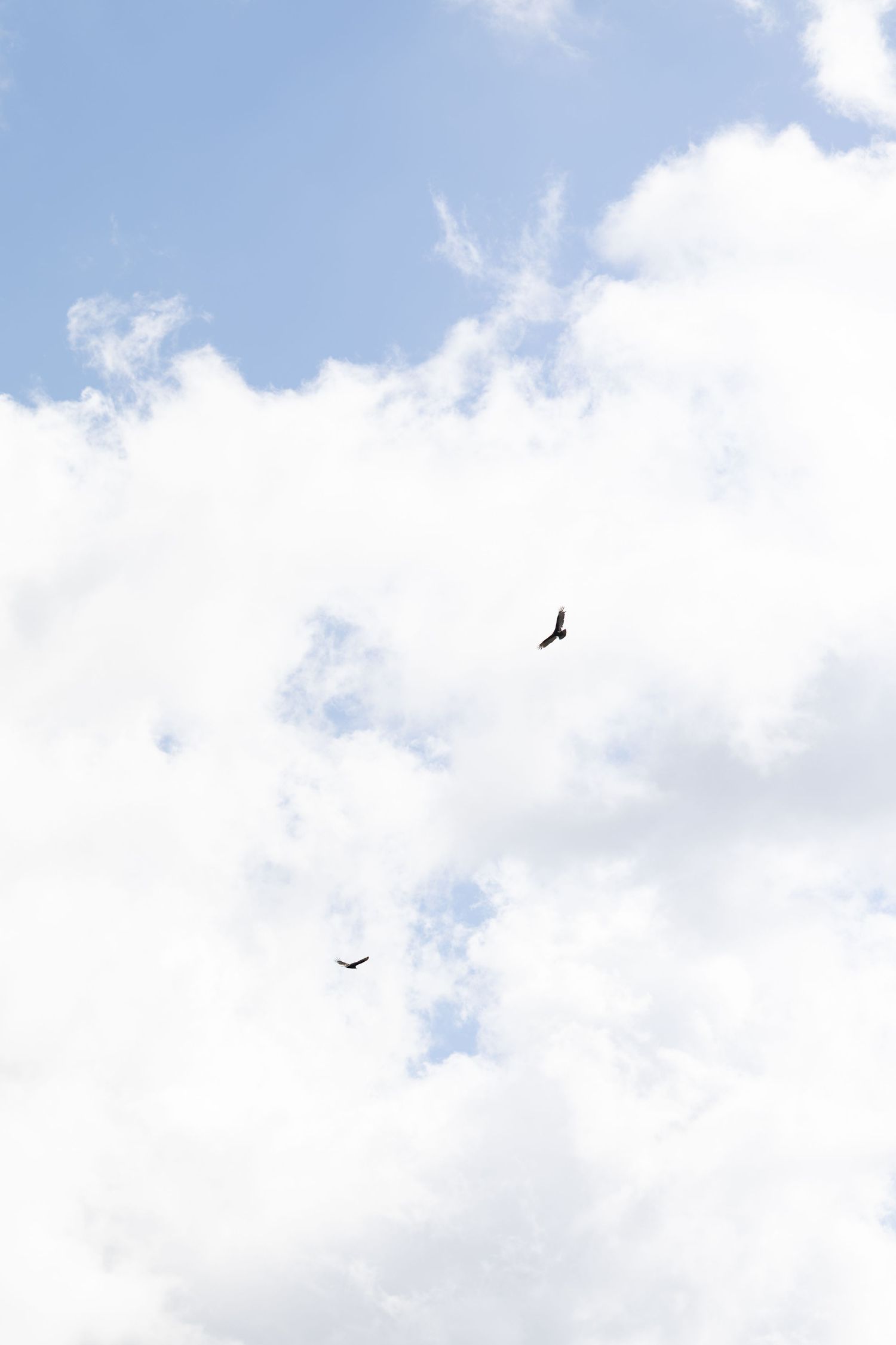 Two birds soaring in a bright cloudy sky with wispy white clouds.