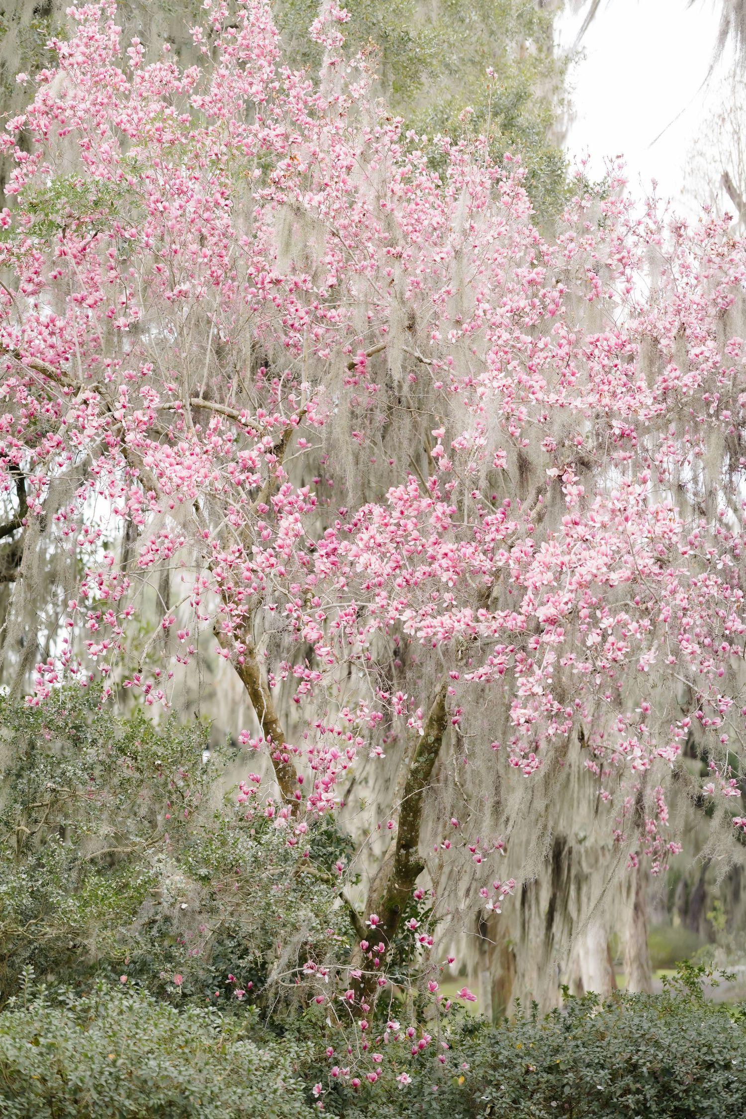 Beautiful pink cherry blossoms bloom against Spanish moss in a spring garden.