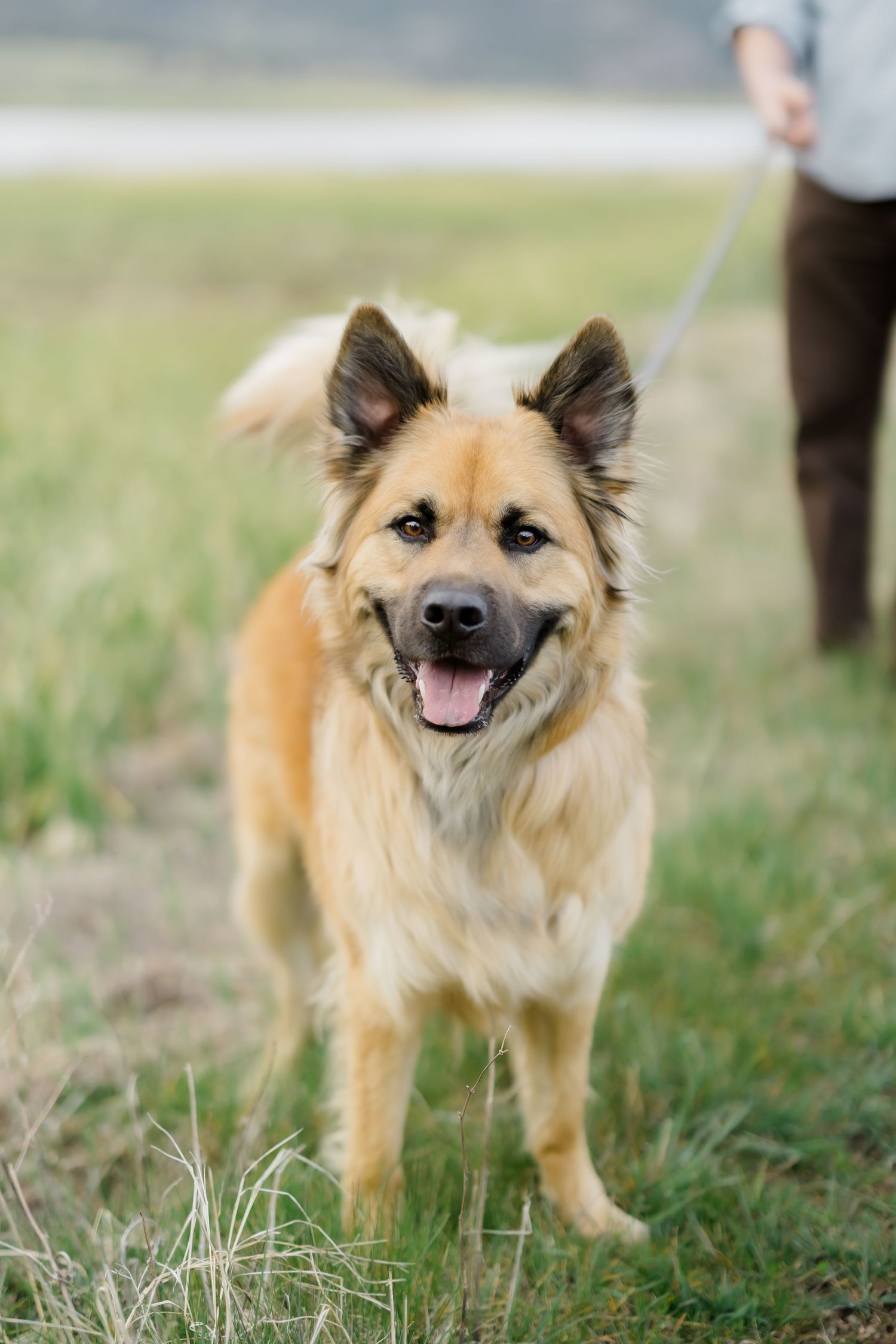Happy golden shepherd mix dog on leash standing in grassy field with tongue out.