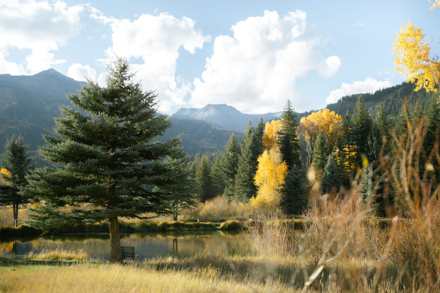 Panoramic mountain landscape with autumn trees and golden foliage against blue sky. Bruce Spruce Ranch in Pagosa Springs, Colorado.