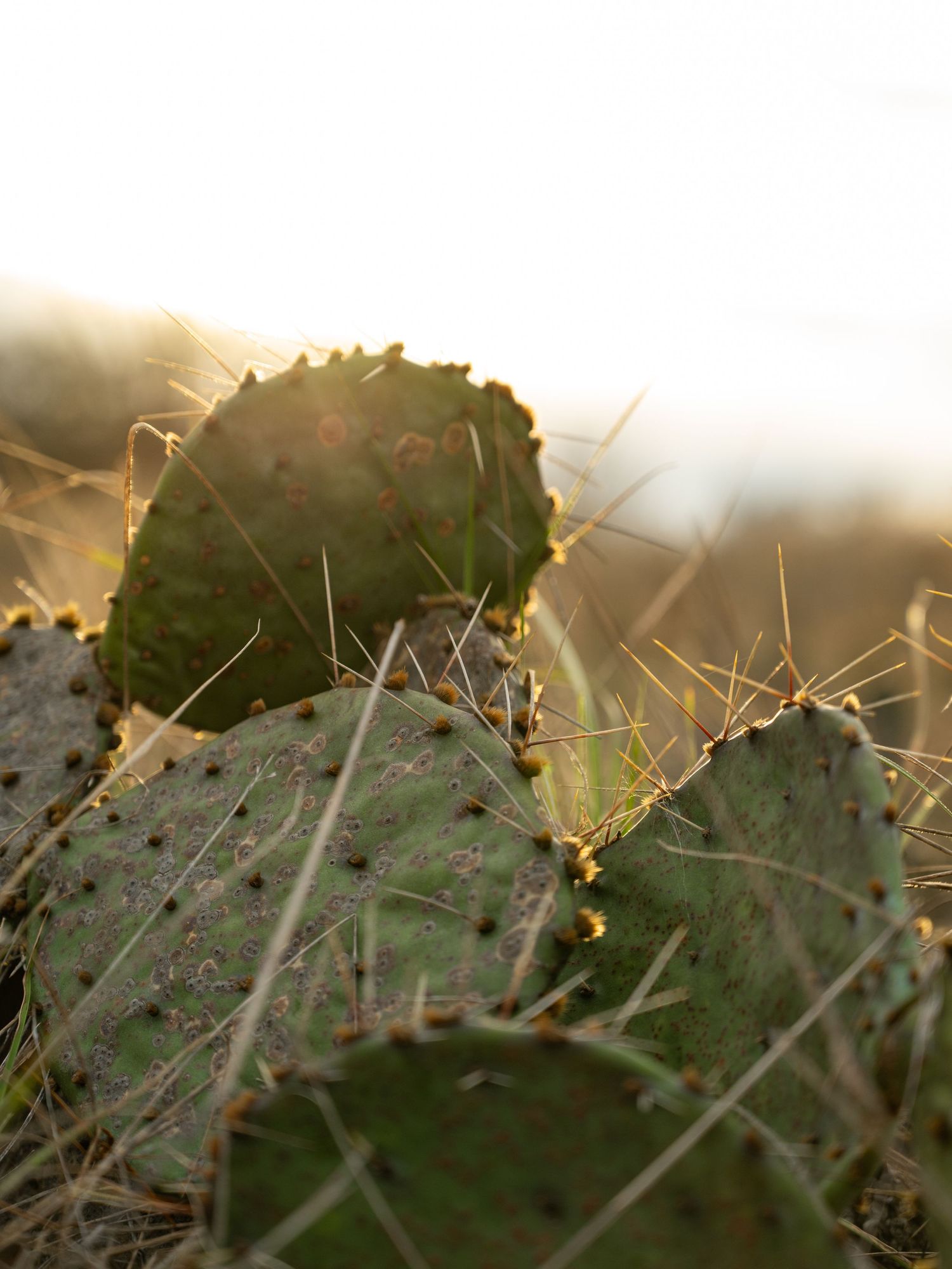 Close-up of cactus spines and thorns in golden sunlight creating a natural abstract pattern.