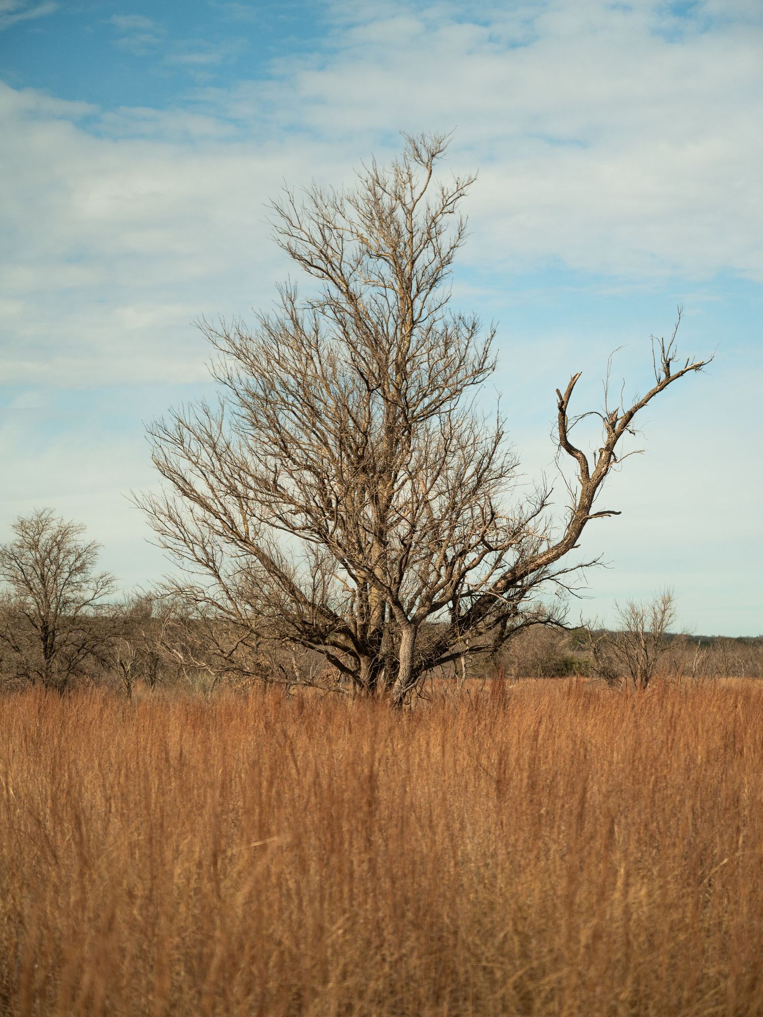 Bare winter tree silhouetted against blue sky with golden prairie grass in the foreground.