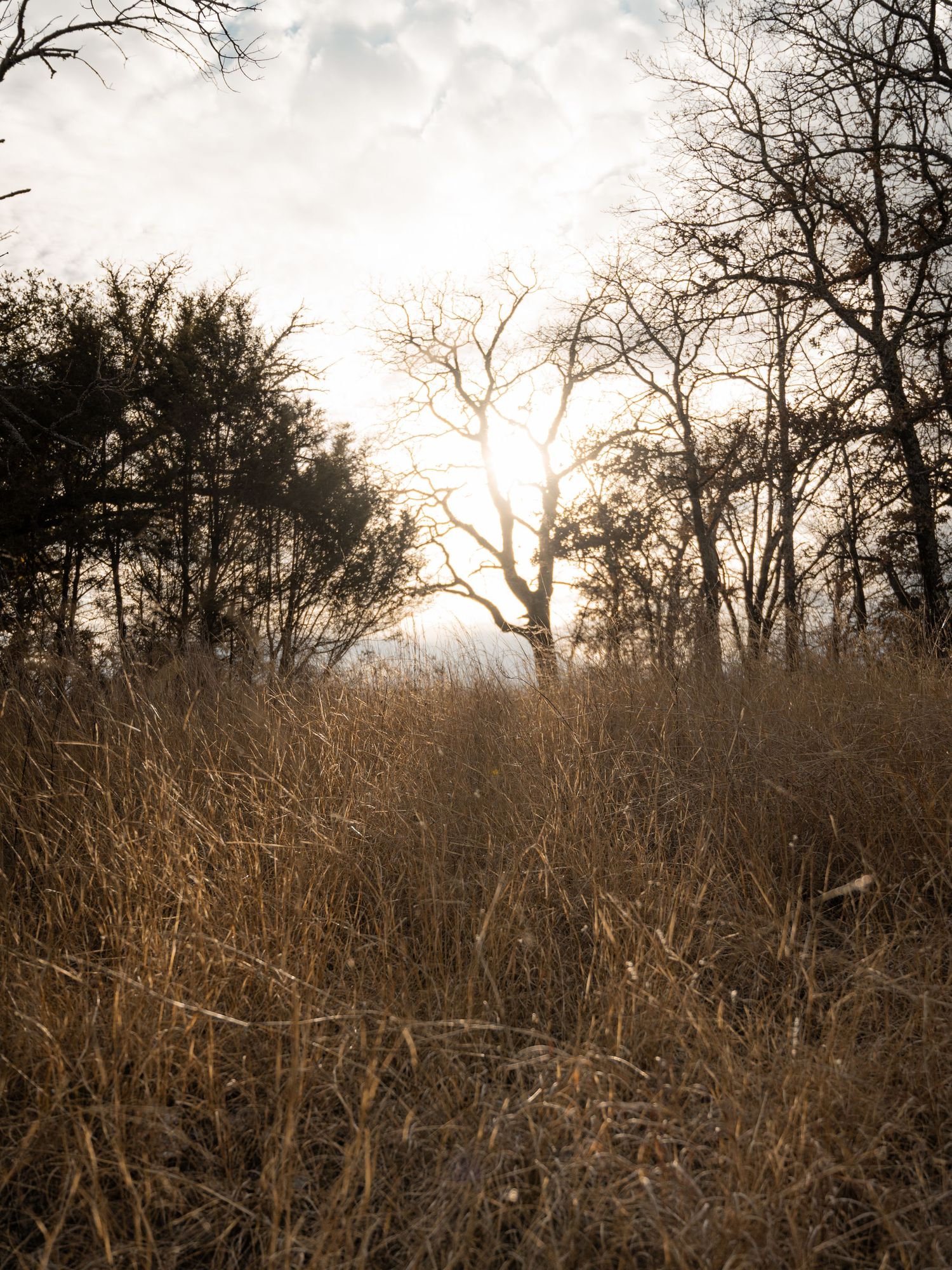 Scenic winter landscape with bare trees silhouetted against a cloudy sky at sunset.