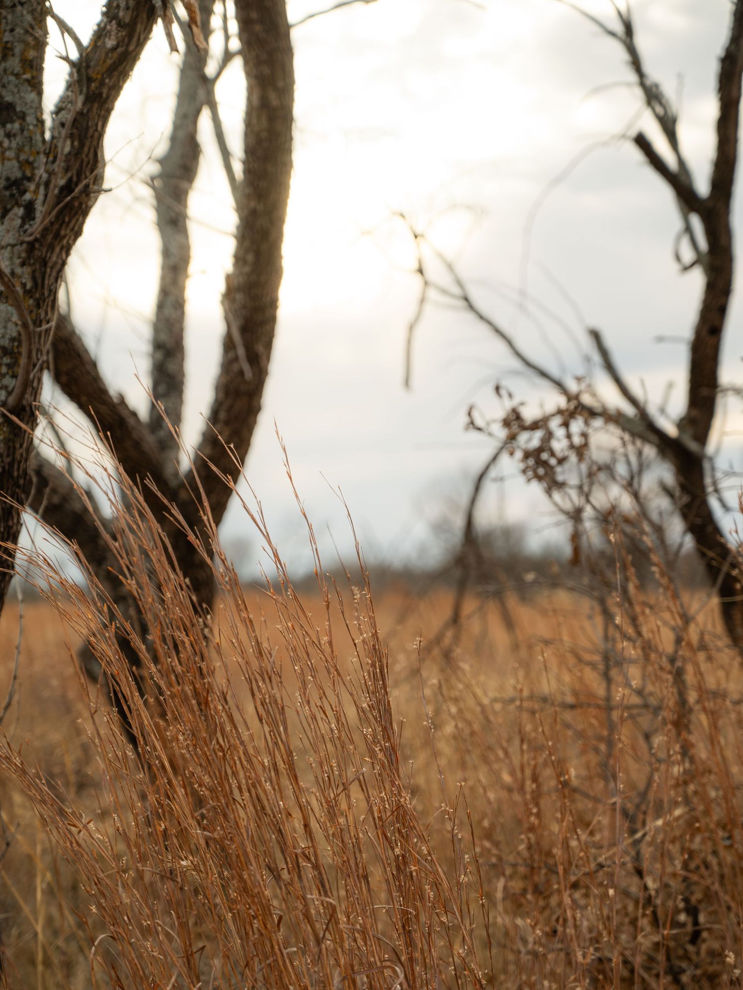 Tall brown prairie grass swaying against a backdrop of bare winter trees.