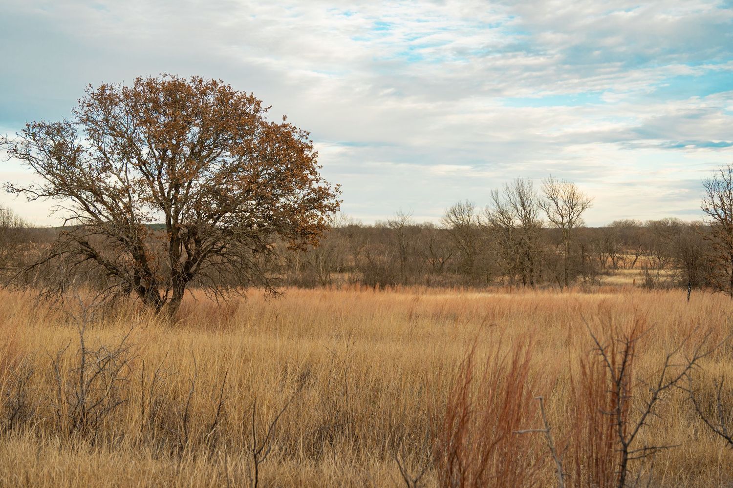 Panoramic view of a prairie landscape with dried grass and scattered trees.