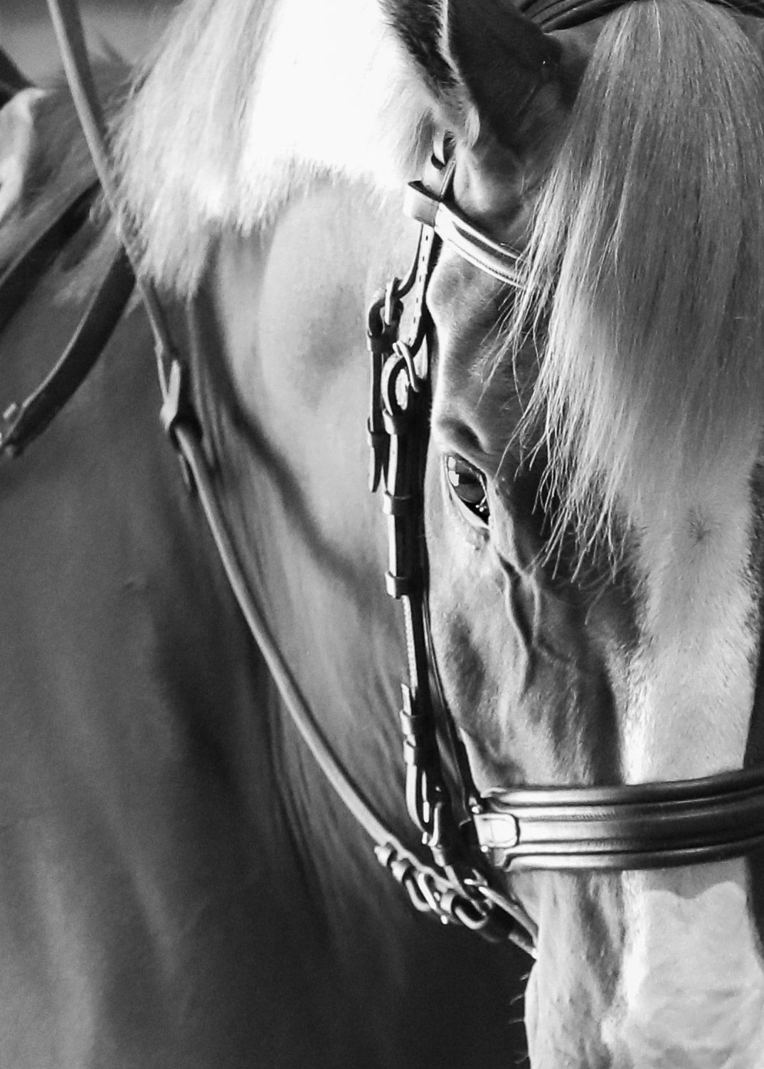 Black and white photo, cropped in and focused on the horses eye and face