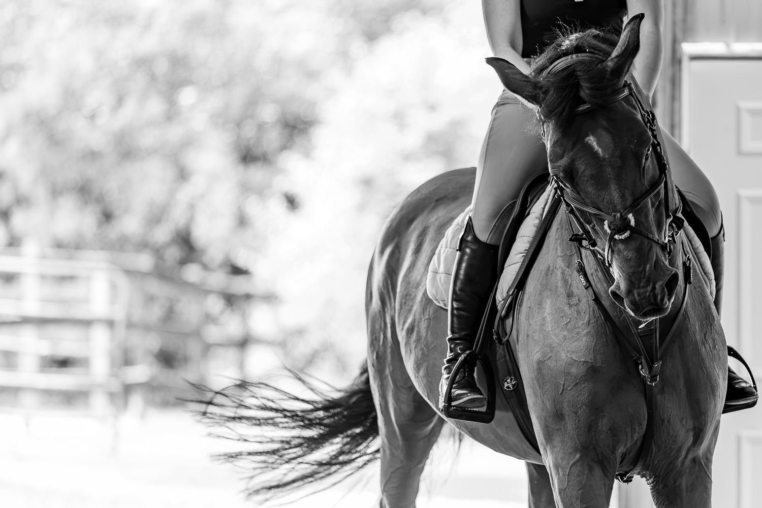 A black and white photo of a bay horse at work under saddle.