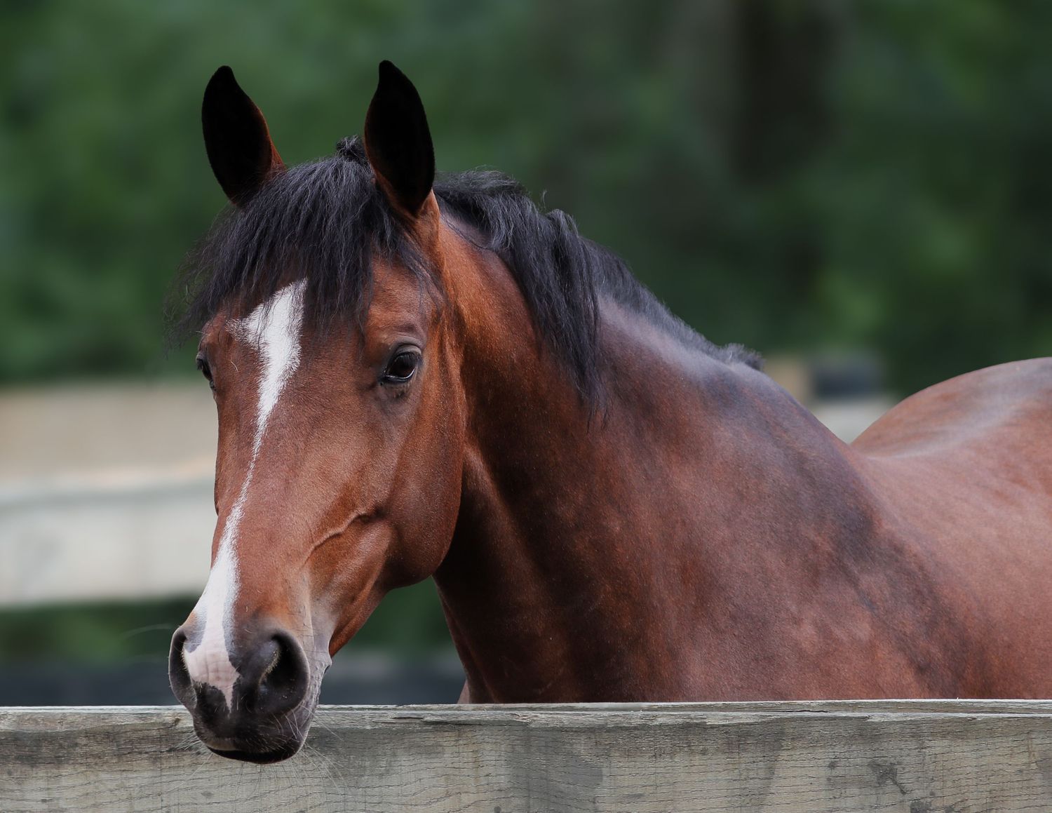 Bay mare portrait looking over a fence.