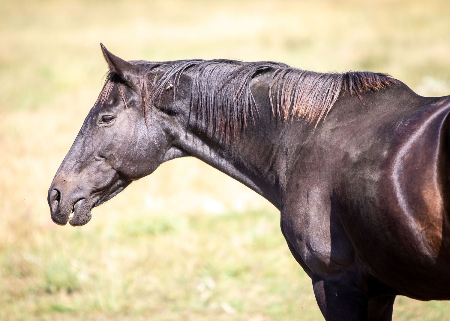 Bay horse portrait