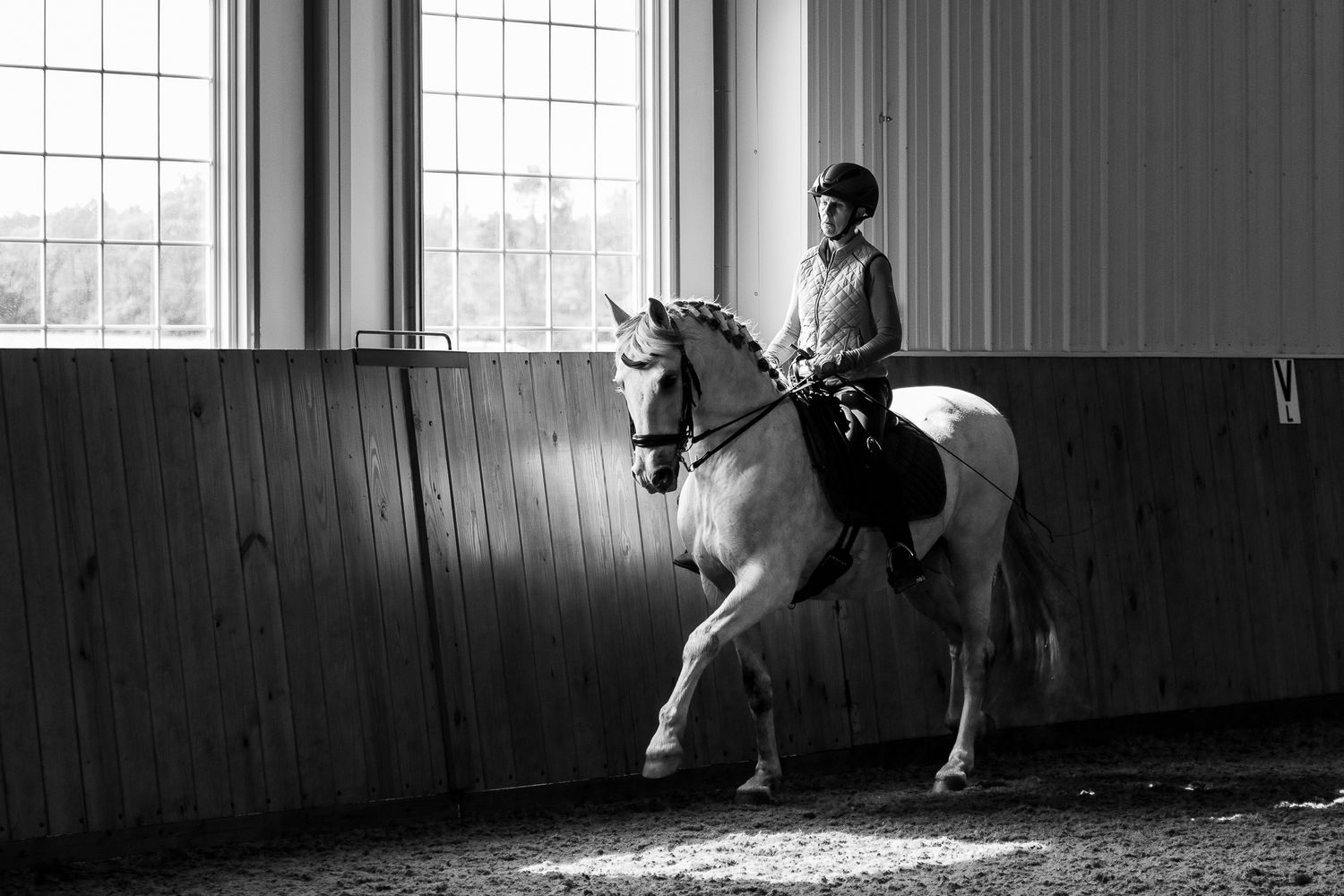 A black and white photo of a gray horse at work under saddle.