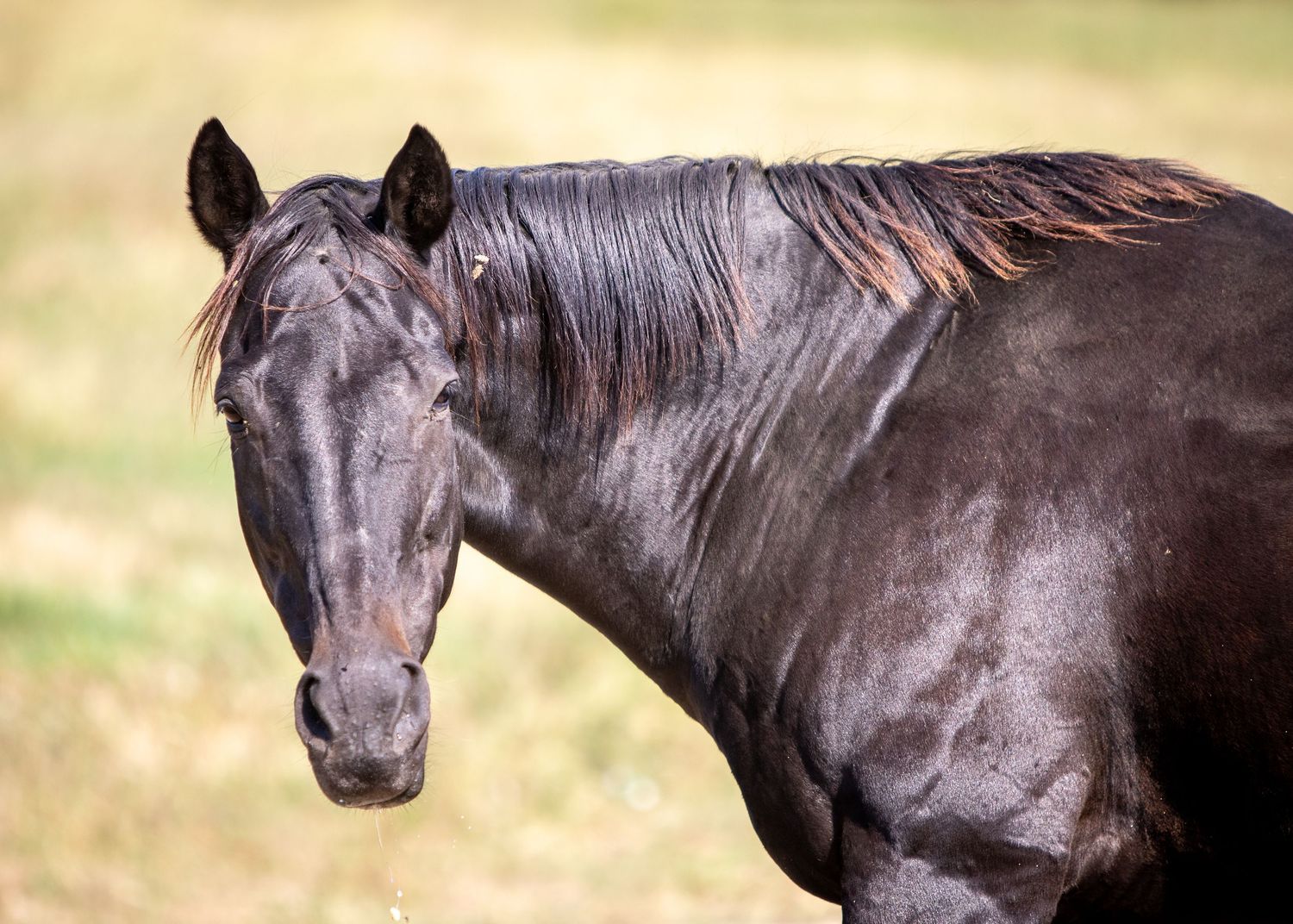 Candid photo of a bay gelding enjoying a large grass field.