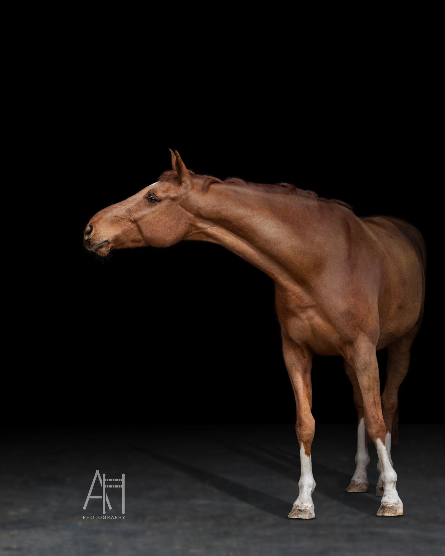 A fine art photo of a chestnut gelding with a black background.