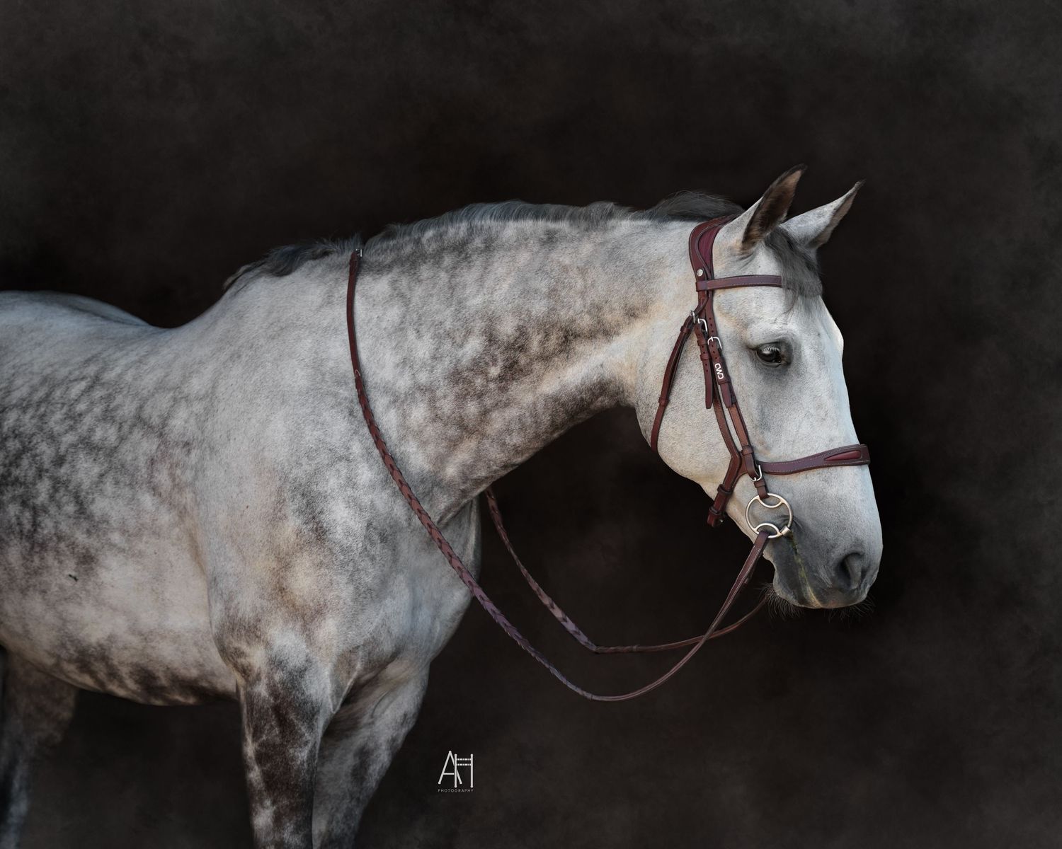 A fine art photo of a grey horse on a black background.