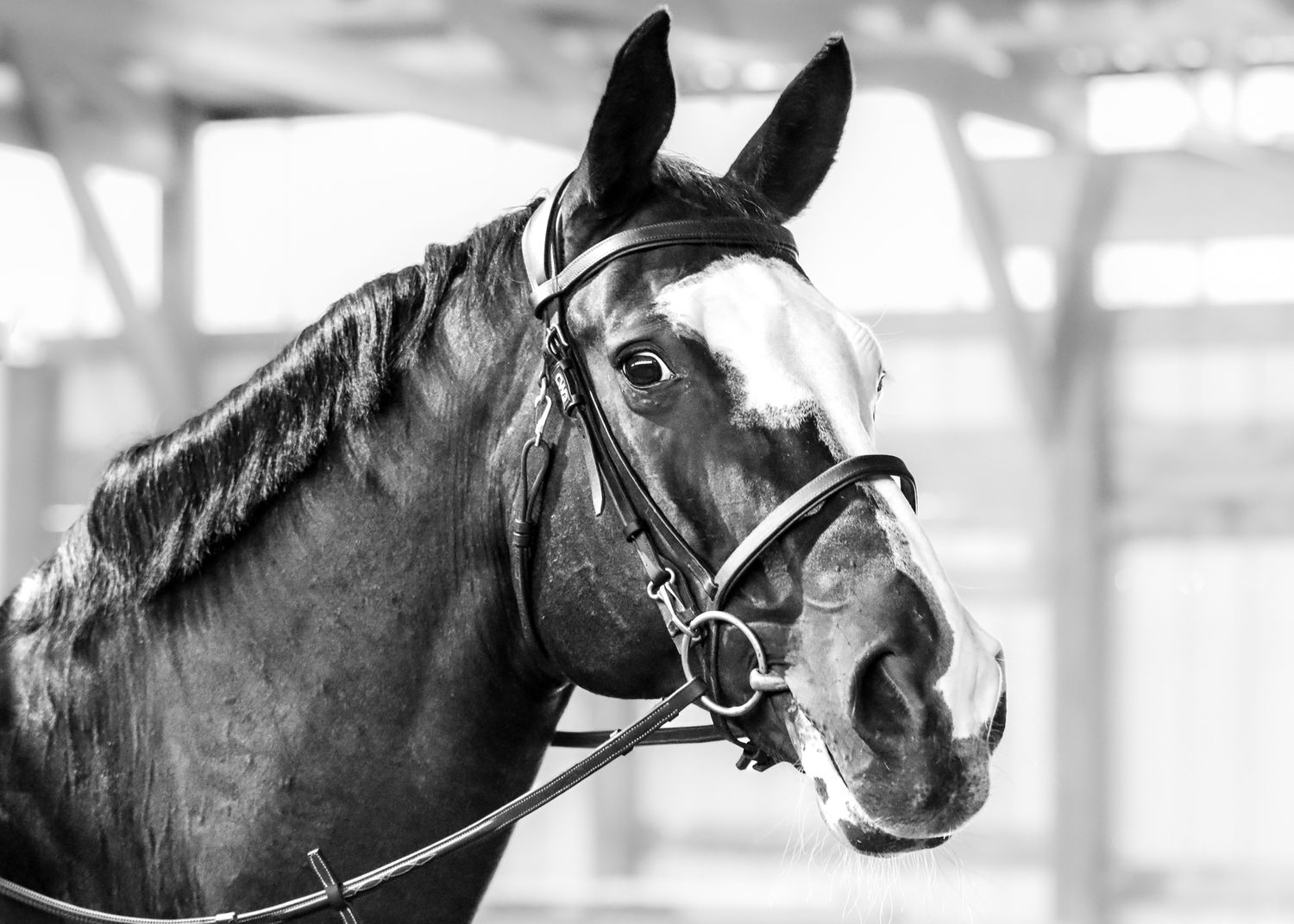 Dark bay gelding portrait in black and white