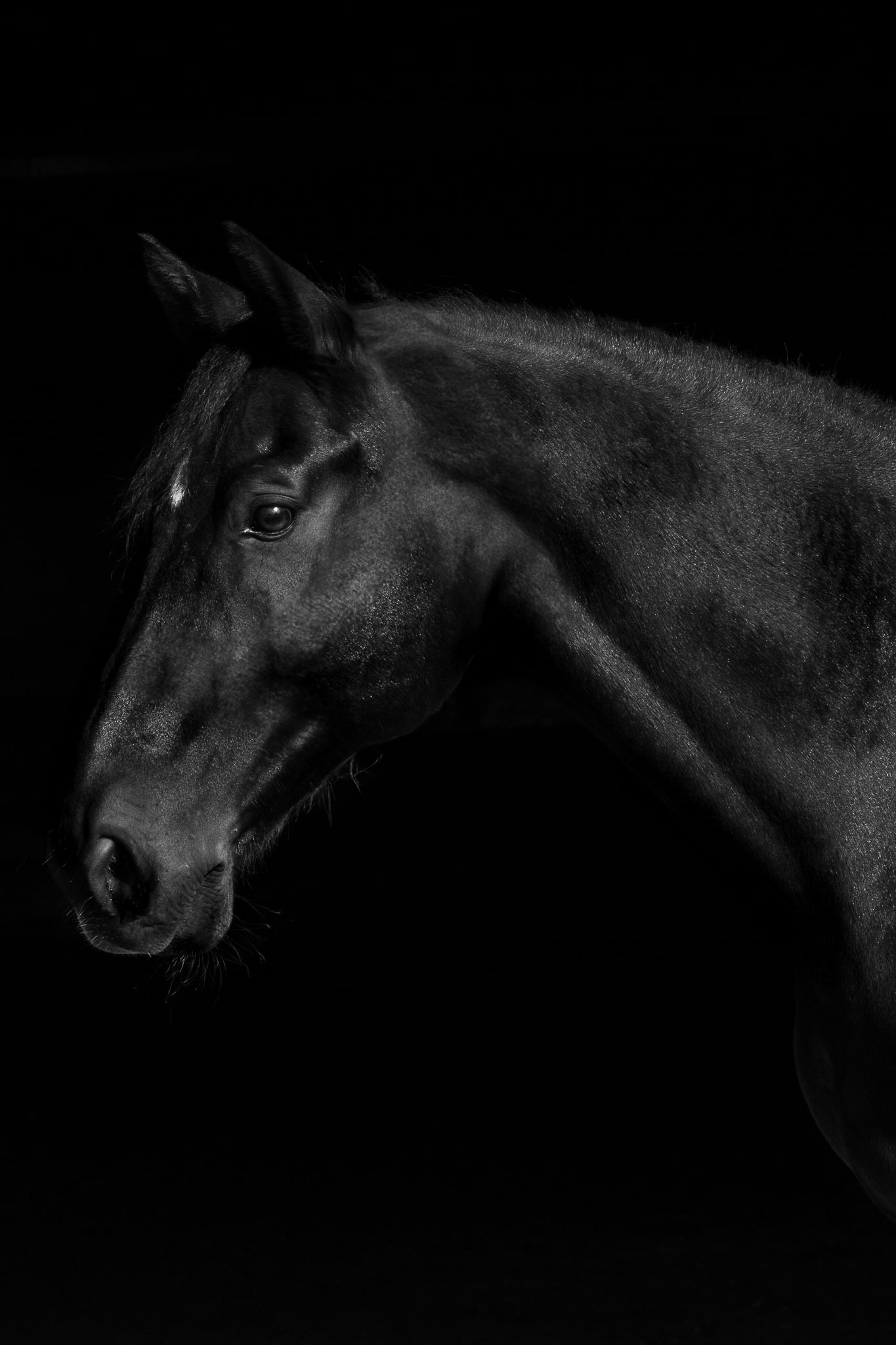 Dark bay gelding portrait on classic black background.