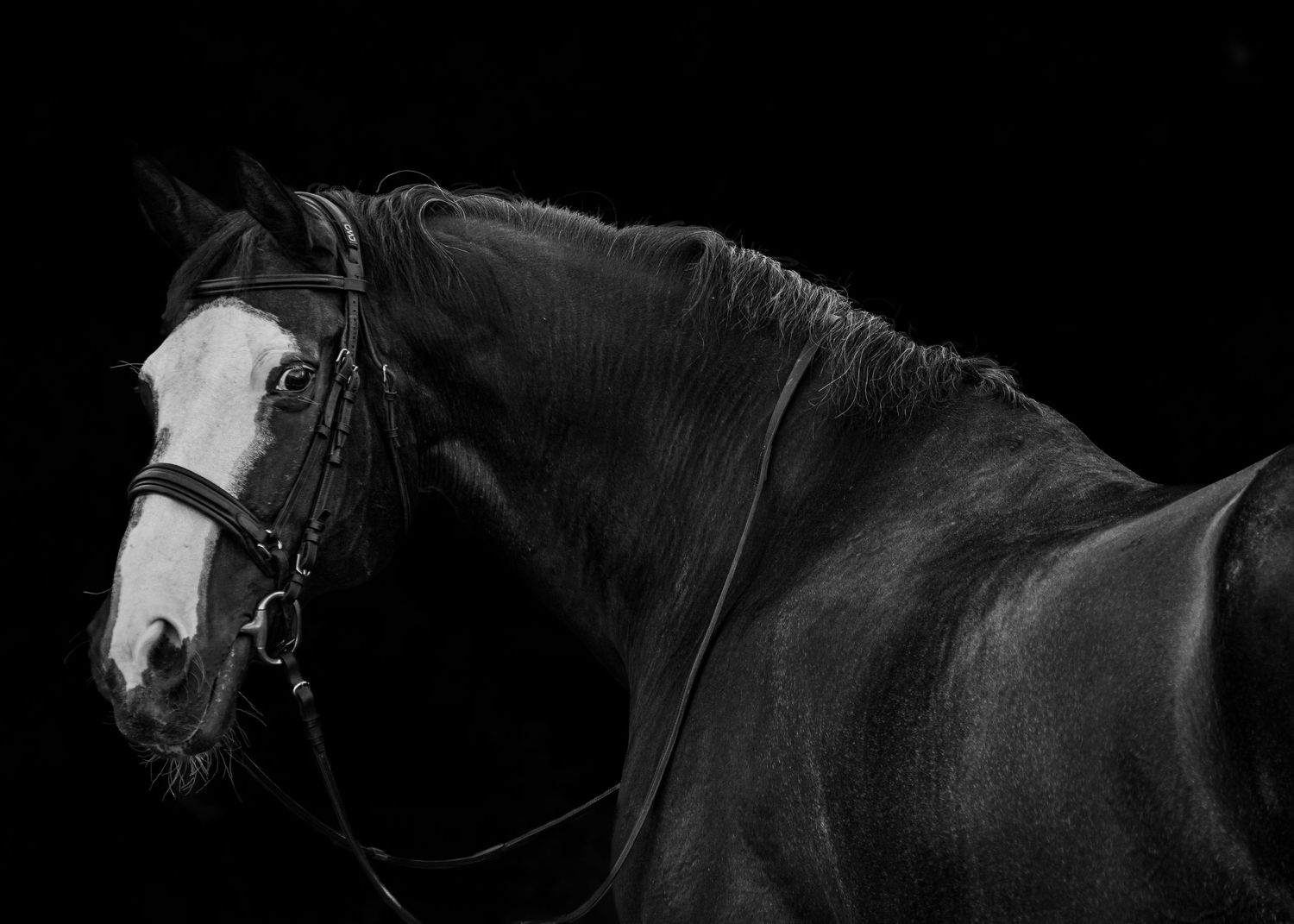 Dark bay gelding portrait on classic black background.