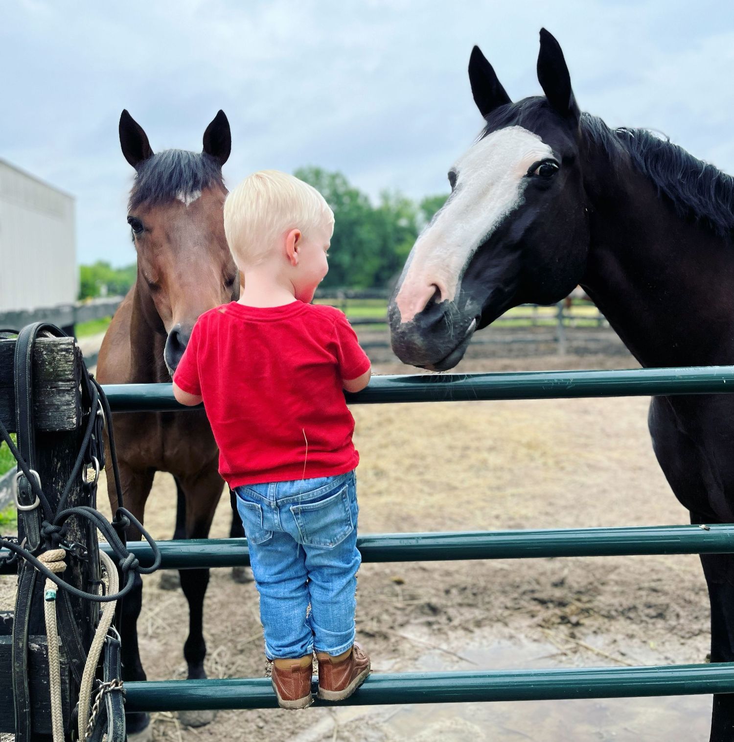 A little boy climbs a fence to interact with two horses