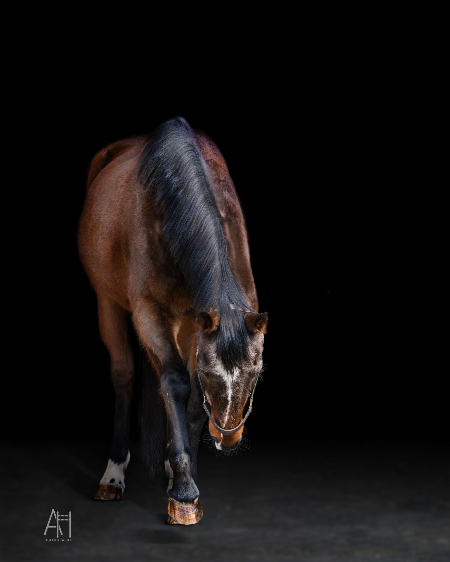 A fine art photo of a bay mare with a black background.