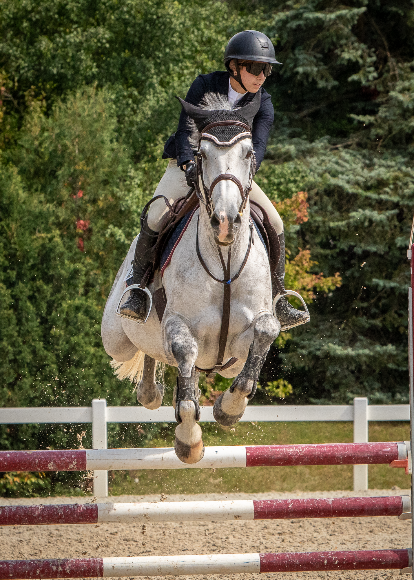 A young woman jumps her grey horse. Horse is head on to camera