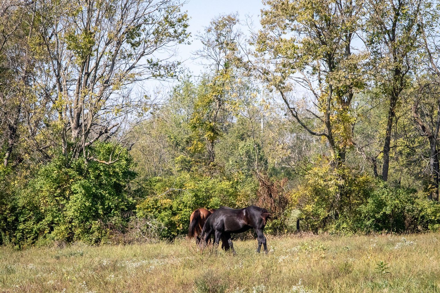 Two horses enjoying a large grass field.