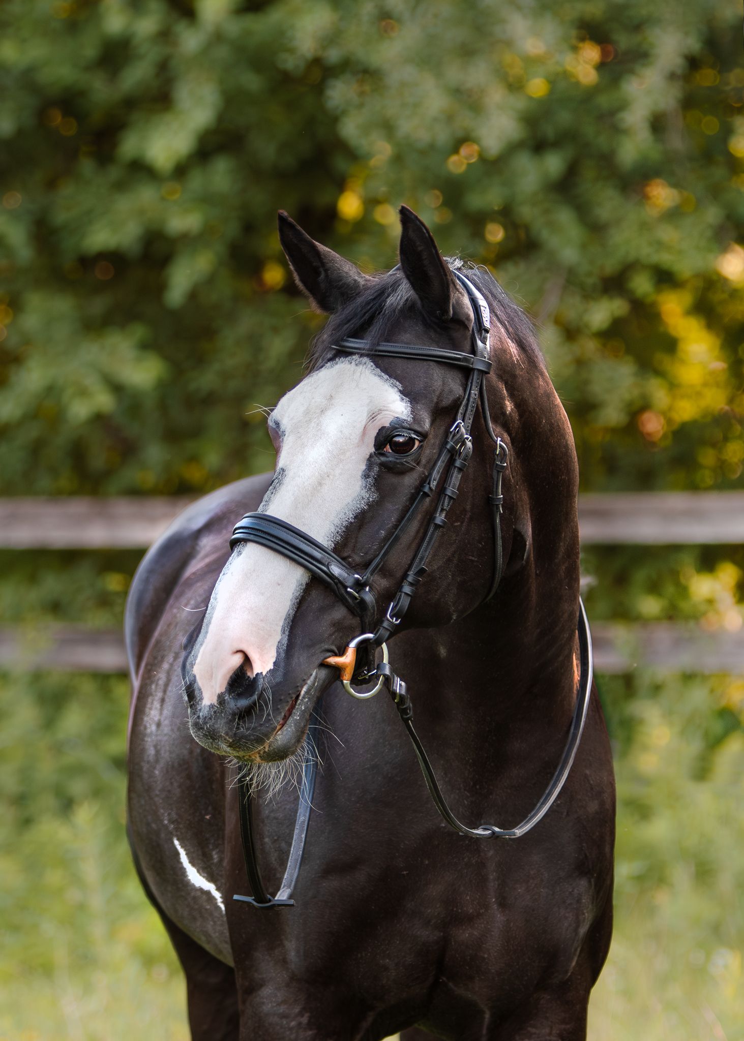 Day bay horse portrait