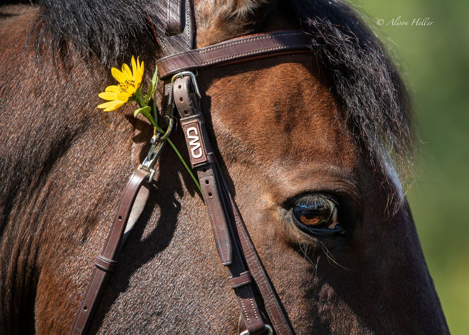 Bay gelding close up of his eye with yellow flower in bridle.