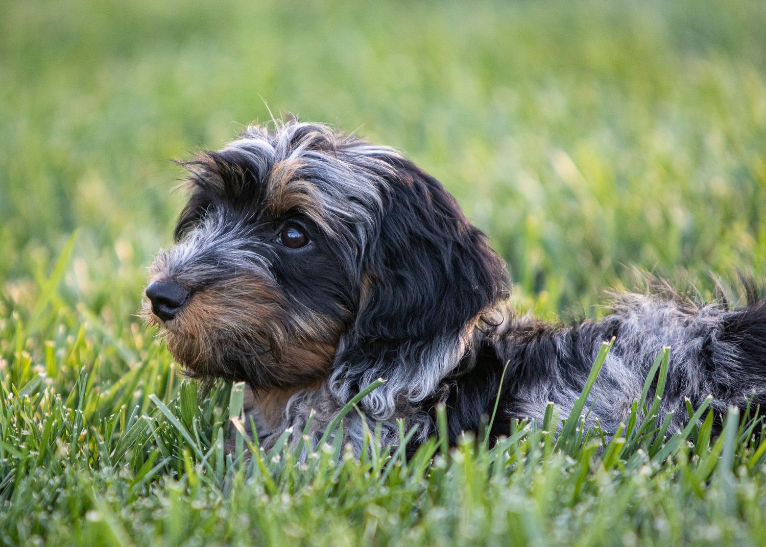 Long haired dachshund puppy!