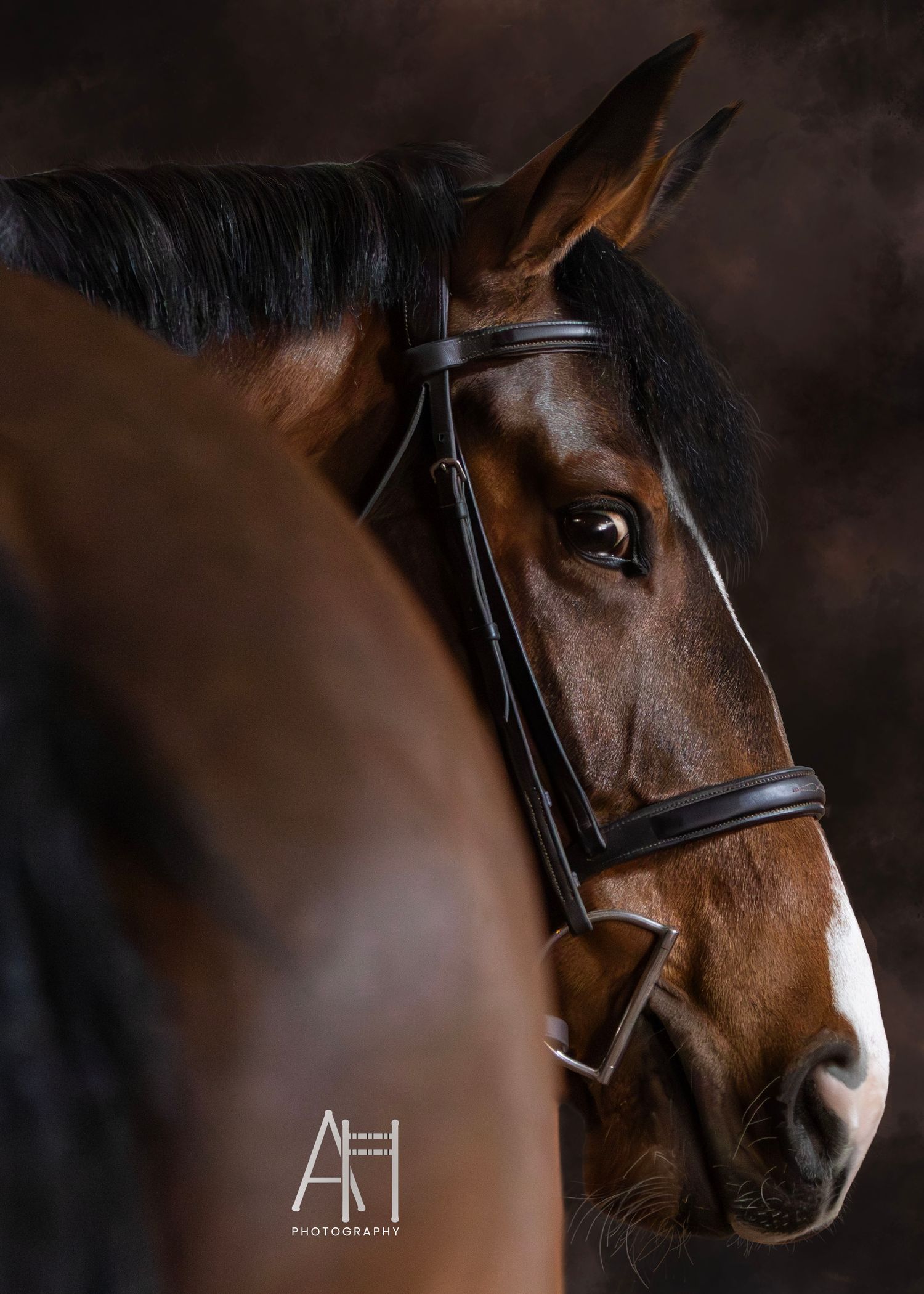 Bay mare looking back at the photographer with painted background.